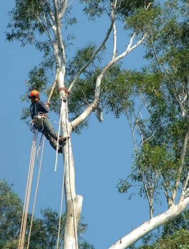 A Man is Climbing Up a Tree With Ropes — Dingo's Tree Services In North Wollongong, NSW