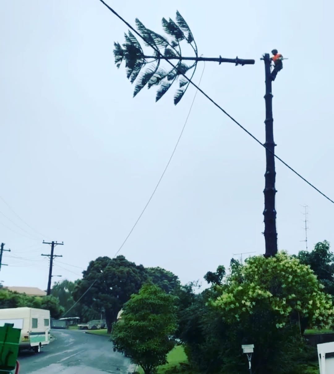 A Telephone Pole With a Tree Branch Hanging From It — Dingo's Tree Services In Wollongong, NSW
