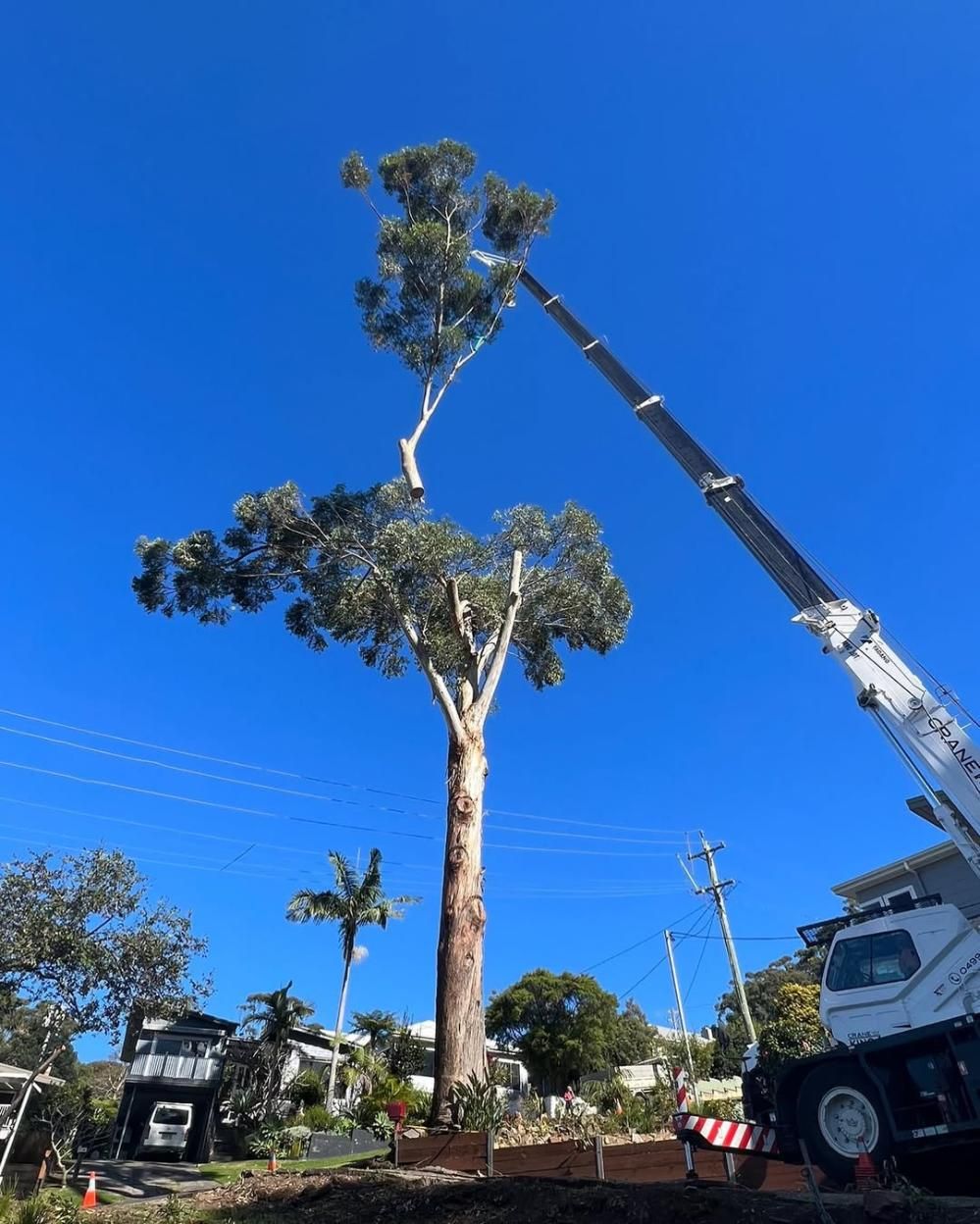 A Large Tree is Being Removed by a Crane— Dingo's Tree Services In North Wollongong, NSW