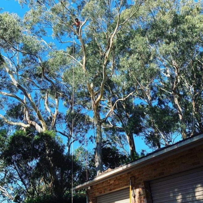A Man is Climbing a Tree in Front of a Garage — Dingo's Tree Services In North Wollongong, NSW