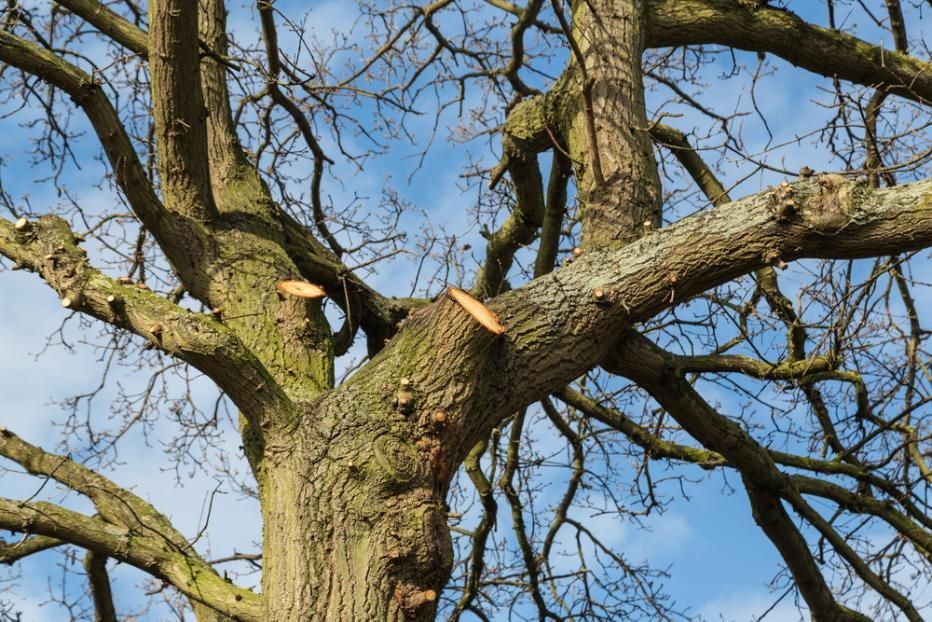 A Tree With a Few Branches Without Leaves Against a Blue Sky — Dingo's Tree Services In Dapto, NSW