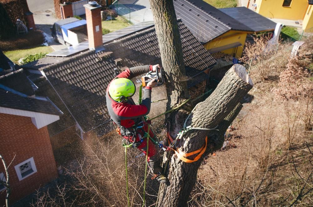 A Man is Cutting a Tree With a Chainsaw in Front of a House— Dingo's Tree Services In Wollongong, NSW