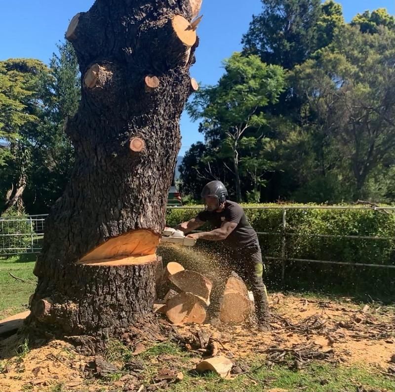 A man is cutting down a large tree with a chainsaw — Dingo's Tree Services In North Wollongong, NSW