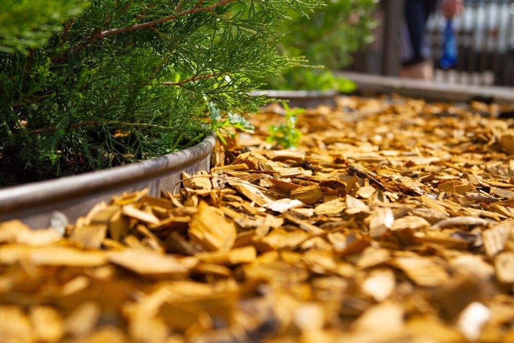 A Close Up of Wood Chips on the Ground Next to a Tree — Dingo's Tree Services In North Wollongong, NSW