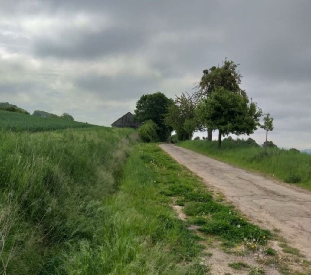 Das Bild zeigt einen Feldweg