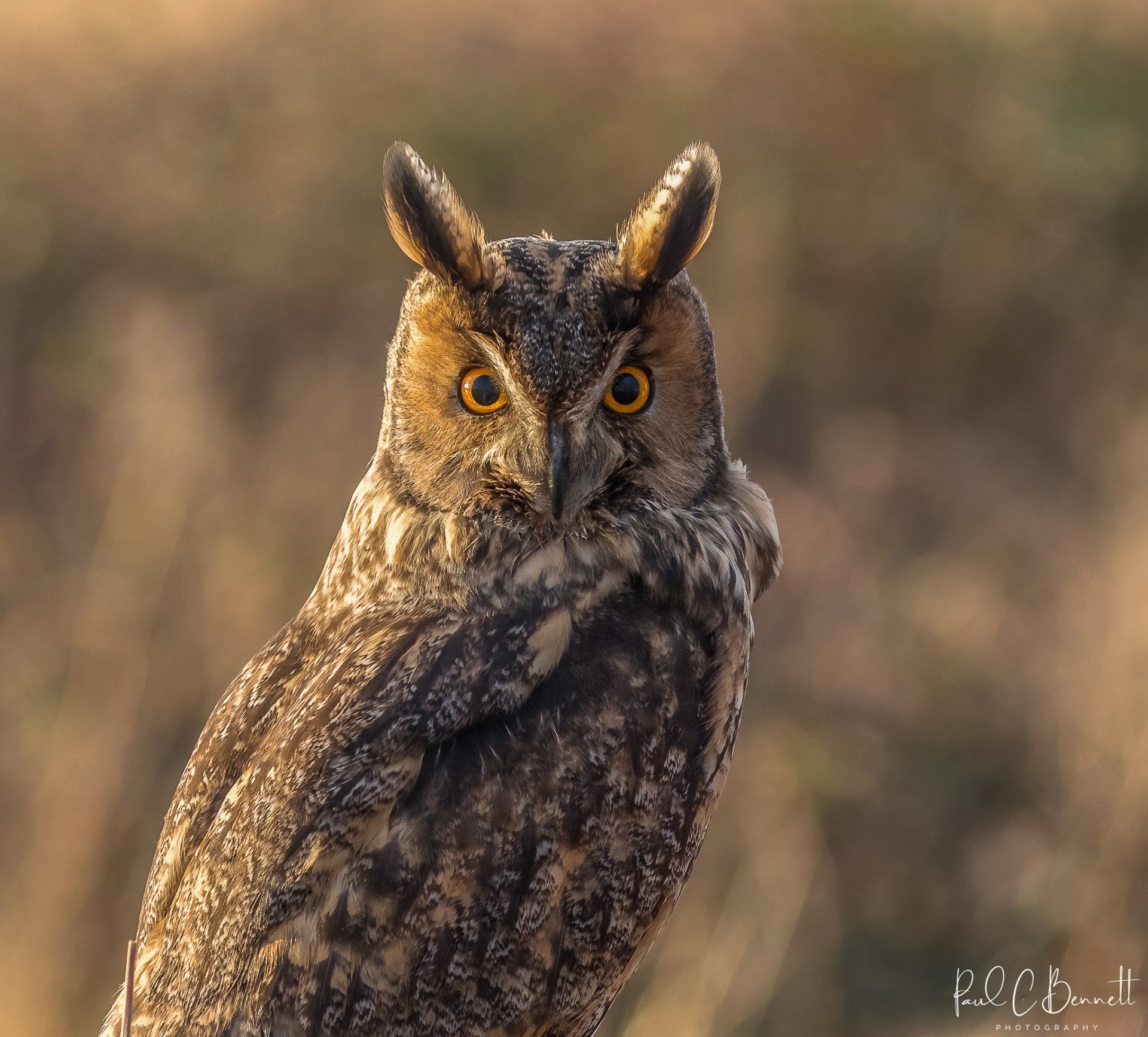 Wildlife Images by Paul C Bennett | Long Eared Owl Perched