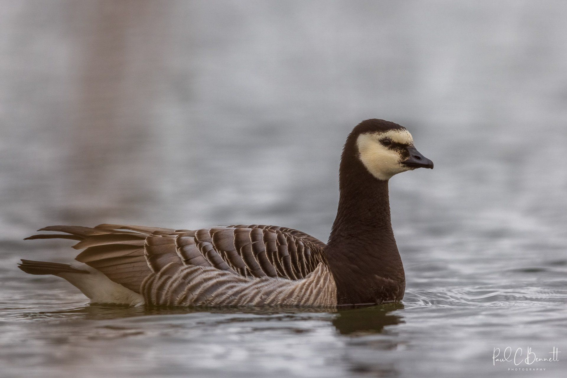 Wildlife Images by Paul C Bennett | Barnacle Goose