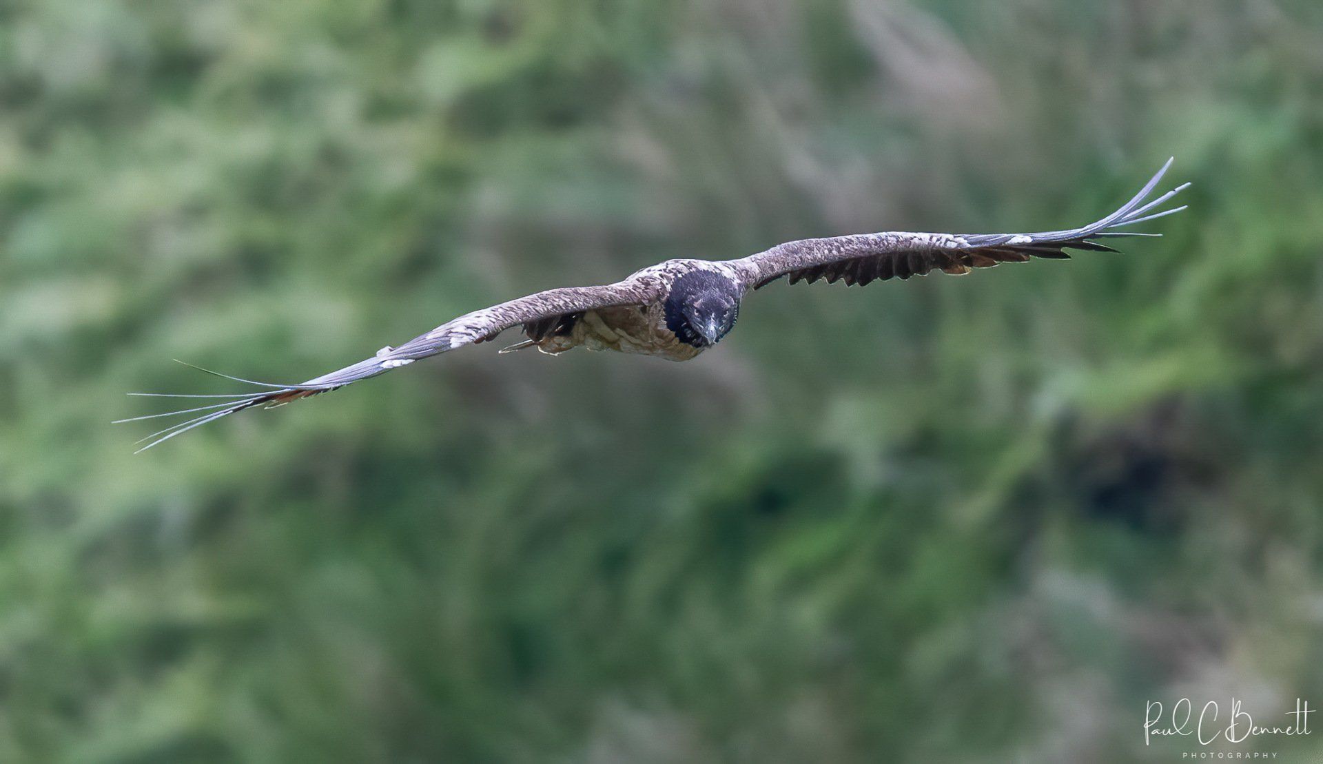 Wildlife Images by Paul C Bennett | Bearded Vulture Derbyshire