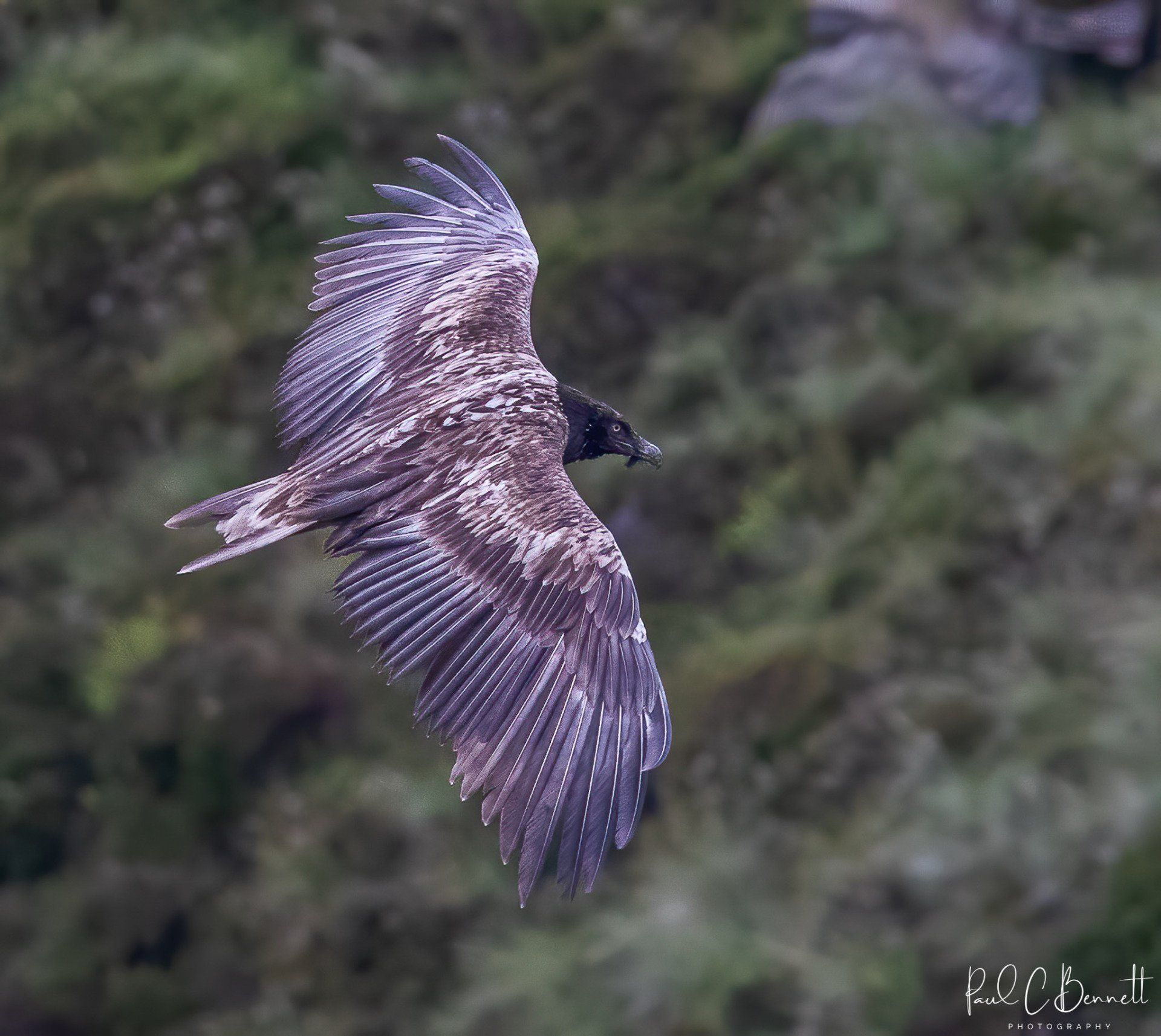 Wildlife Images by Paul C Bennett | Bearded Vulture in the Peaks