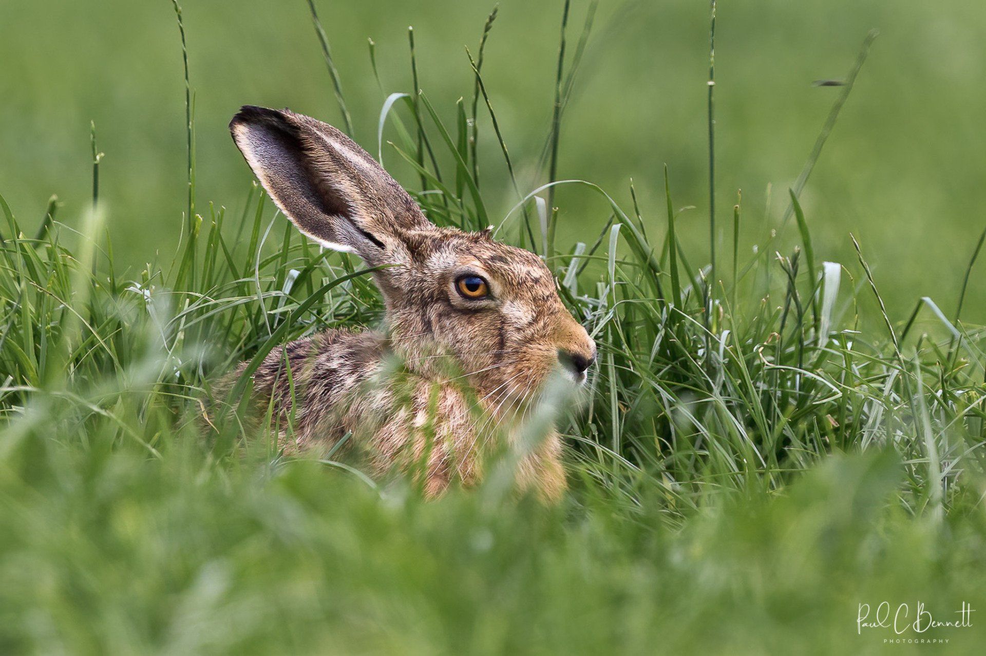 Wildlife Images by Paul C Bennett | Brown Hare