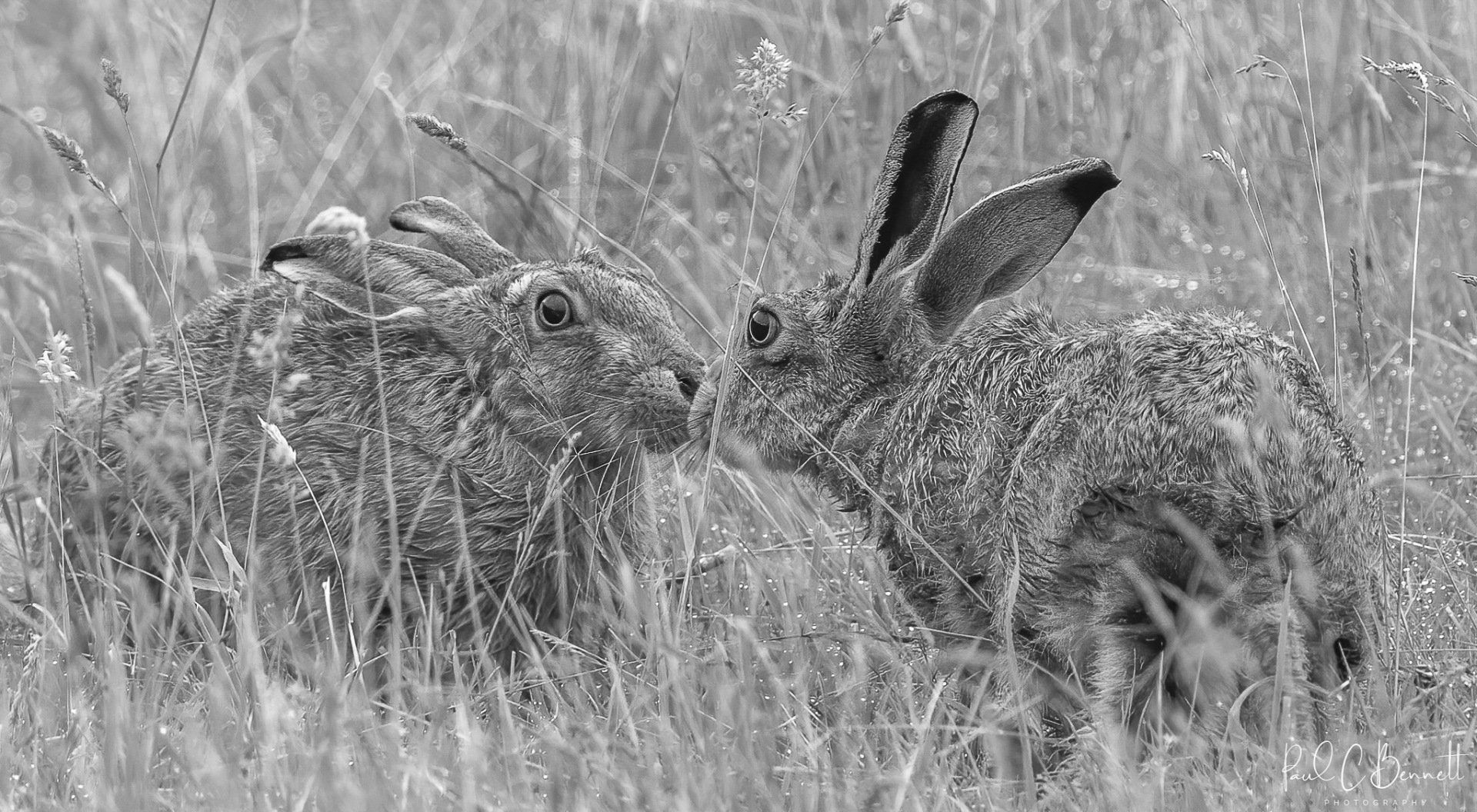 Wildlife Images by Paul C Bennett | Brown Hare's and a tender Moment