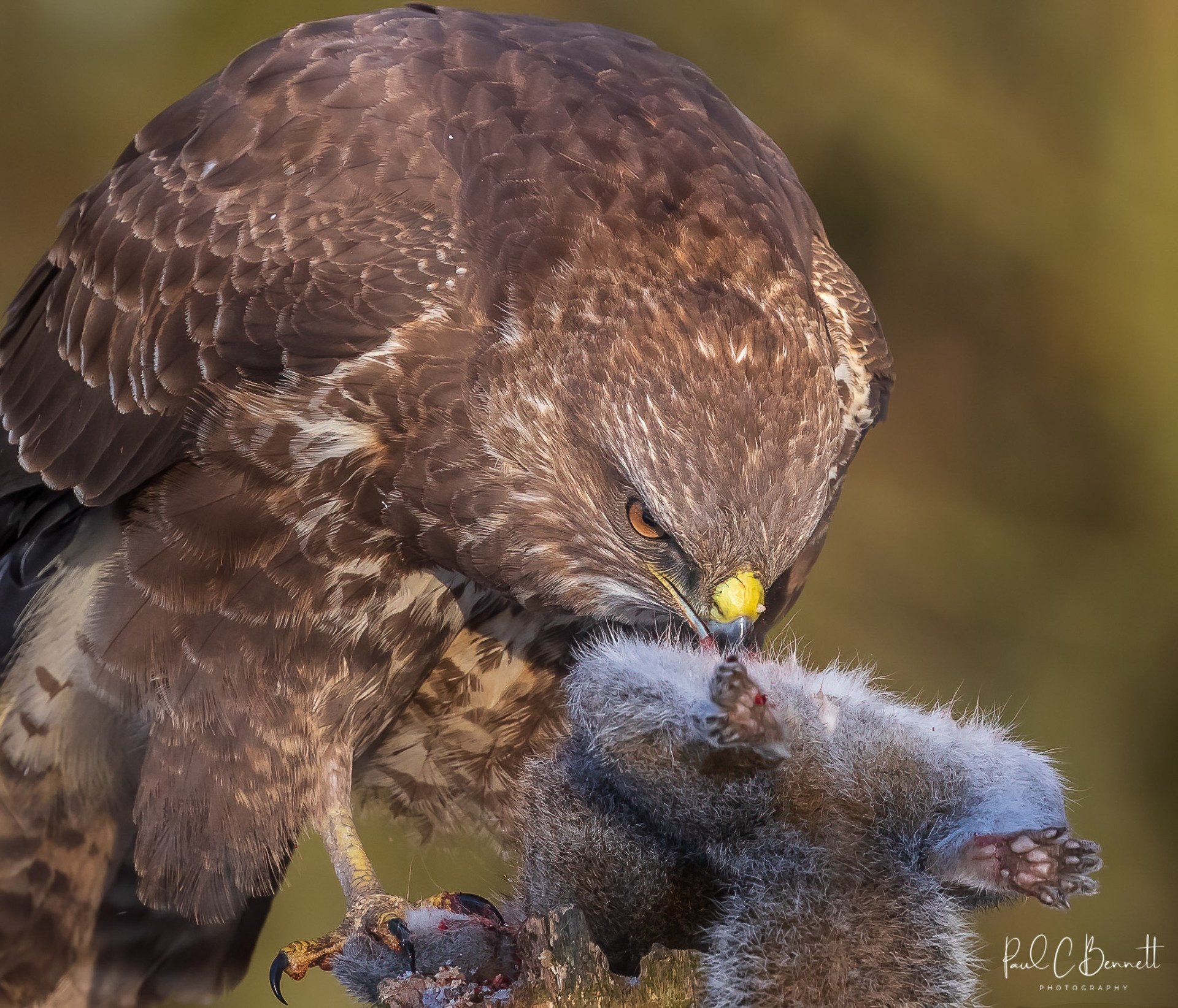 Wildlife Images by Paul C Bennett | Common Buzzard with Prey