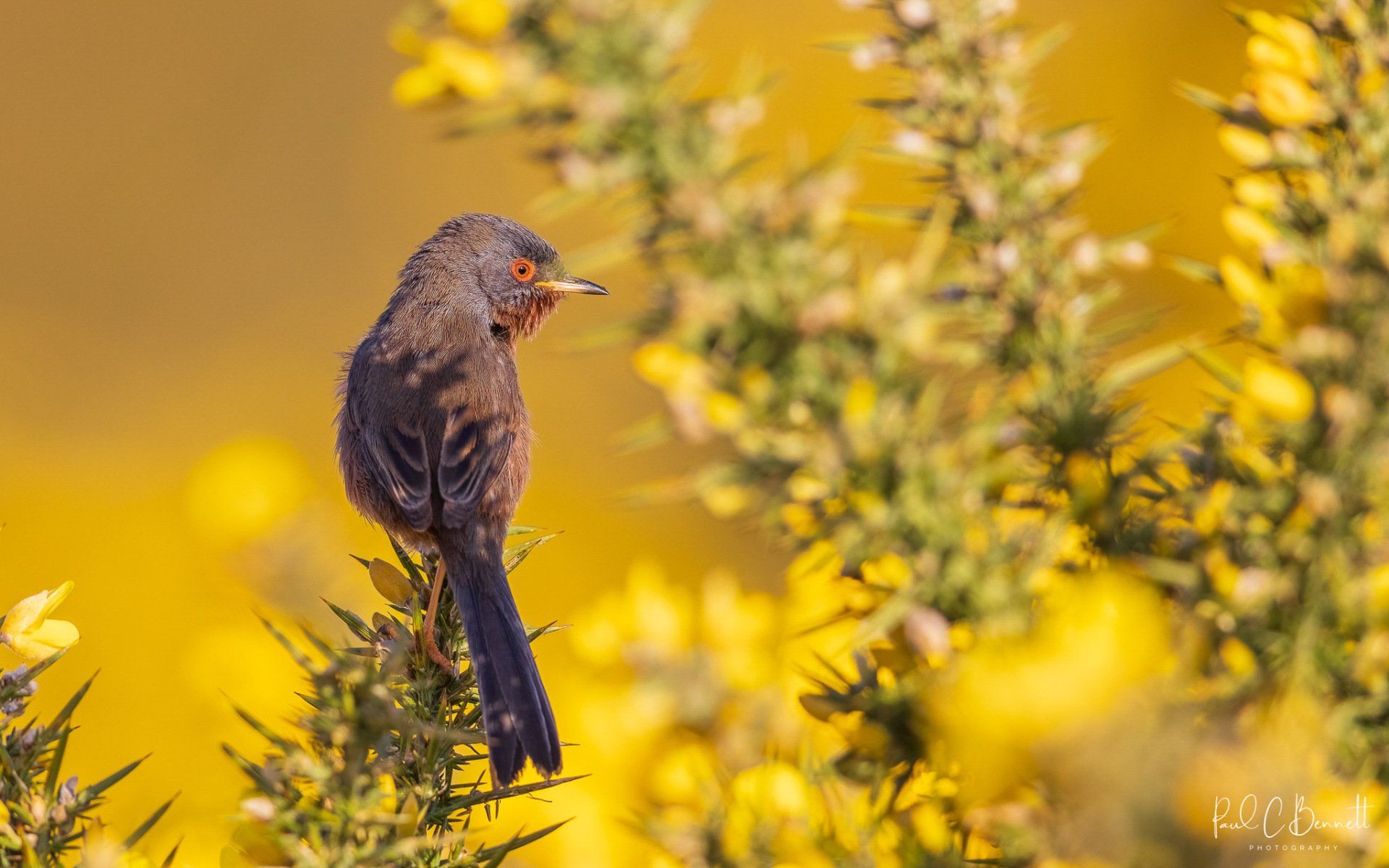 Wildlife Images by Paul C Bennett | Dartford Warbler on Gorse