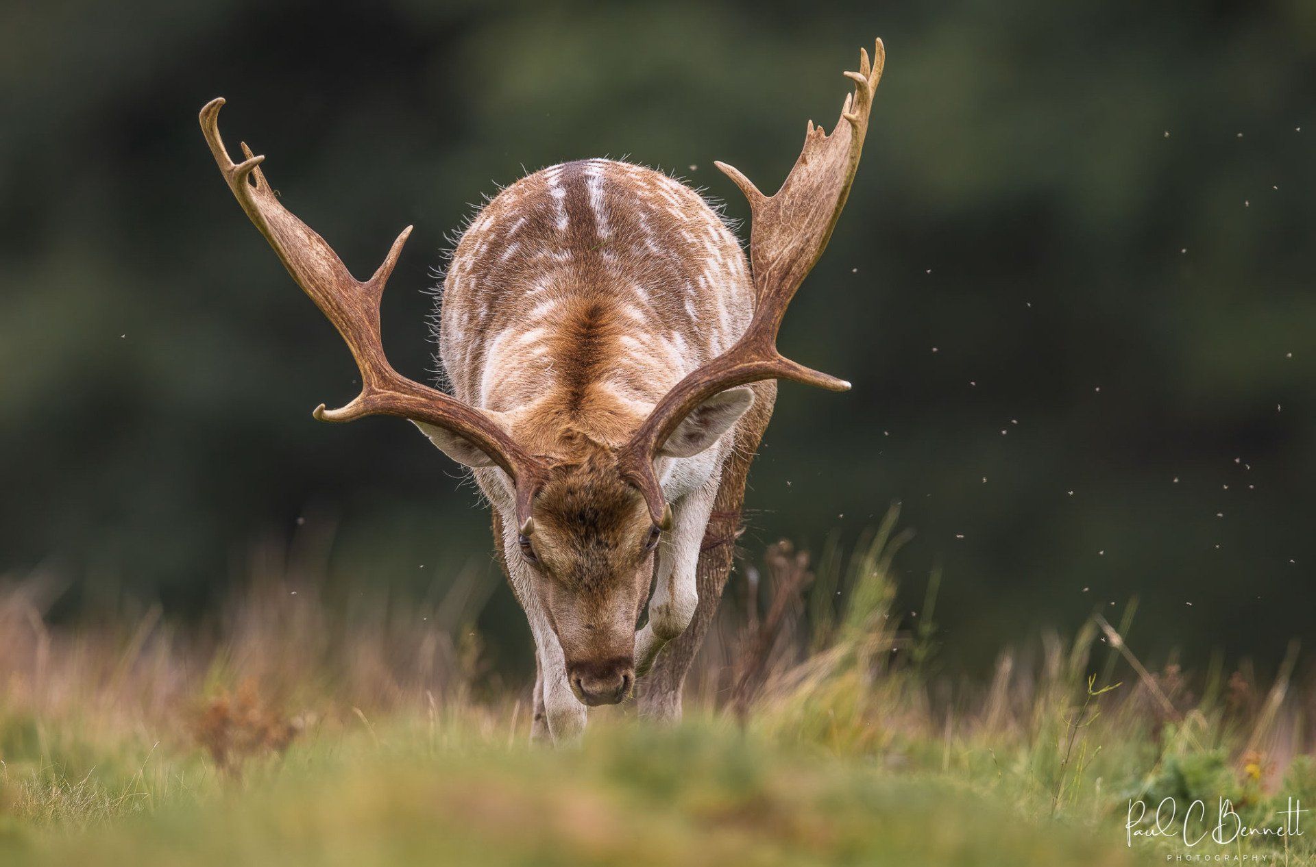 Wildlife Images by Paul C Bennett | Fallow Deer Buck