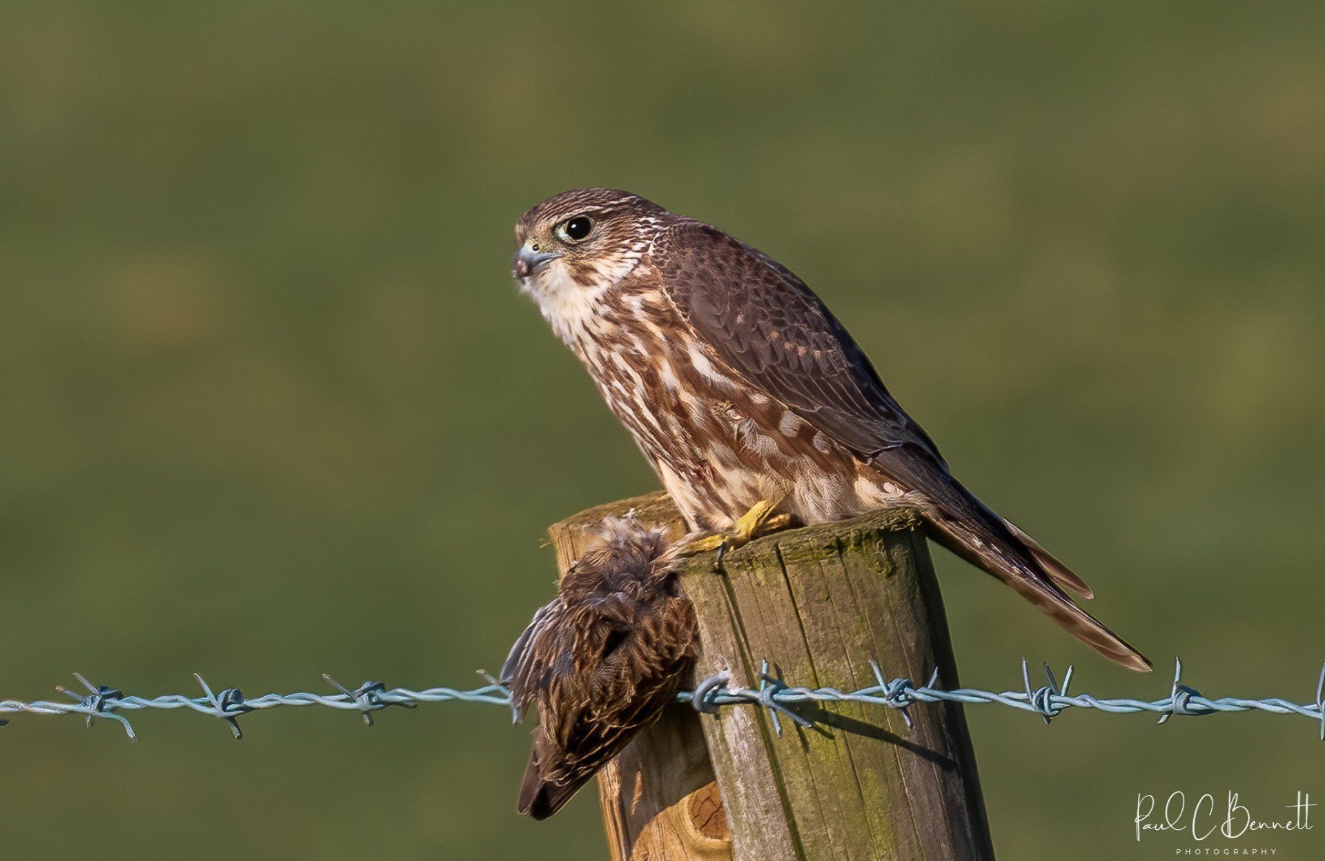Wildlife Images by Paul C Bennett | Merlin with Prey