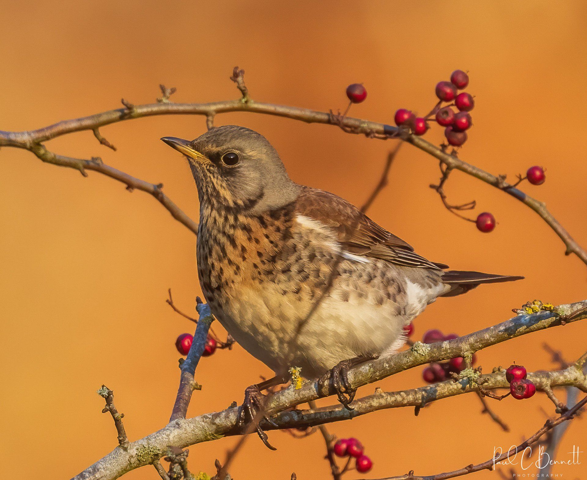 Wildlife Images by Paul C Bennett | Fieldfare on Berries