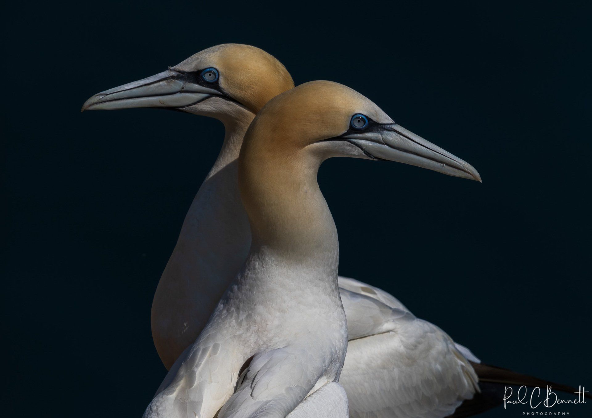 Wildlife Images by Paul C Bennett Photography | Gannets Bempton
