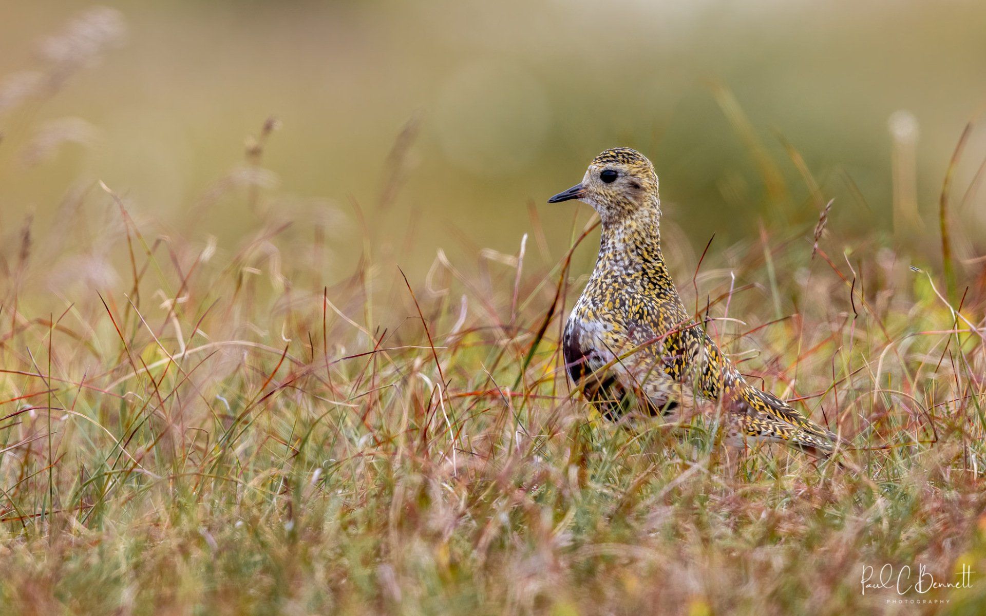 Wildlife Images by Paul C Bennett | Golden Plover Derbyshire