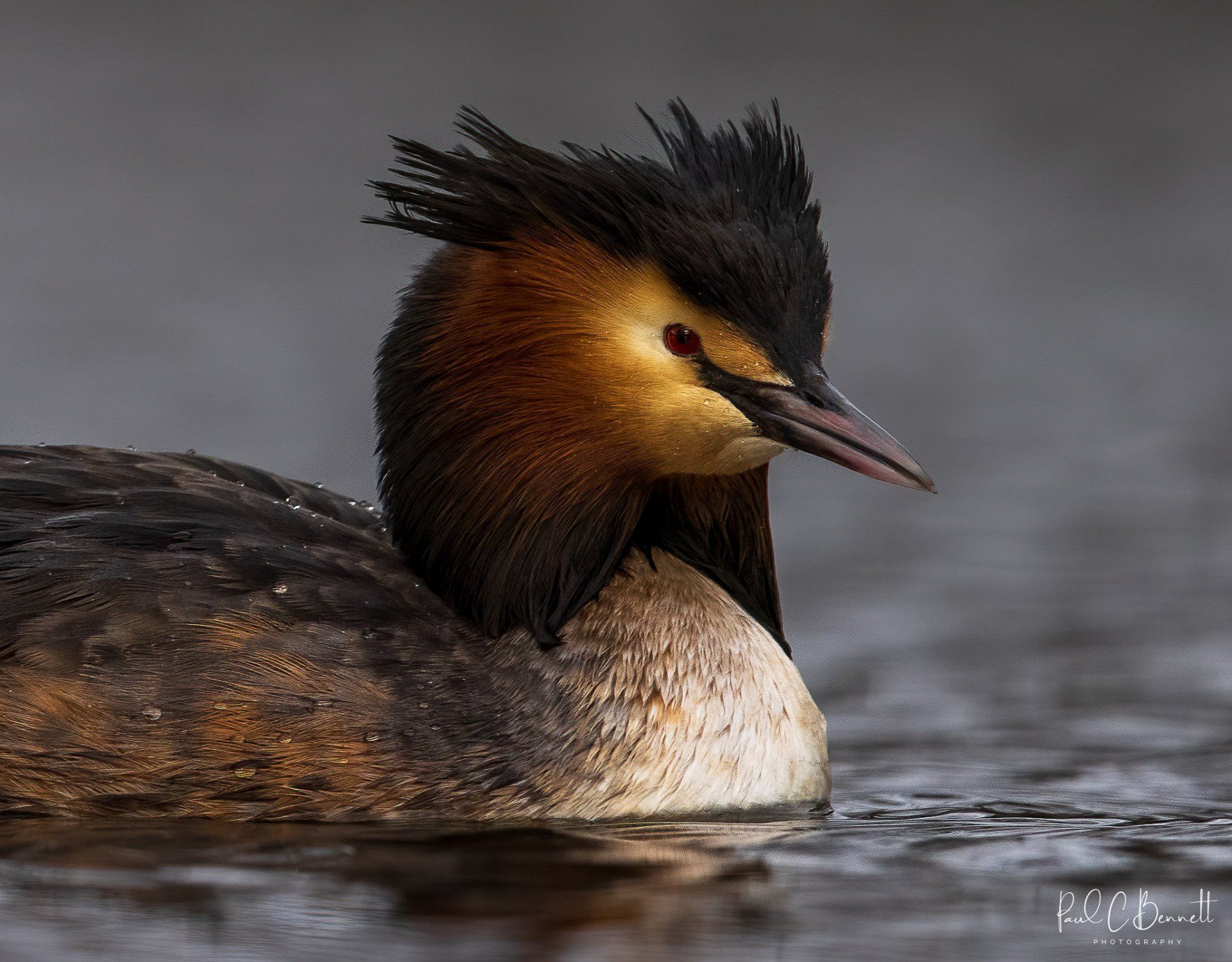 Wildlife Images by Paul C Bennett | Great Crested Grebe Close Up