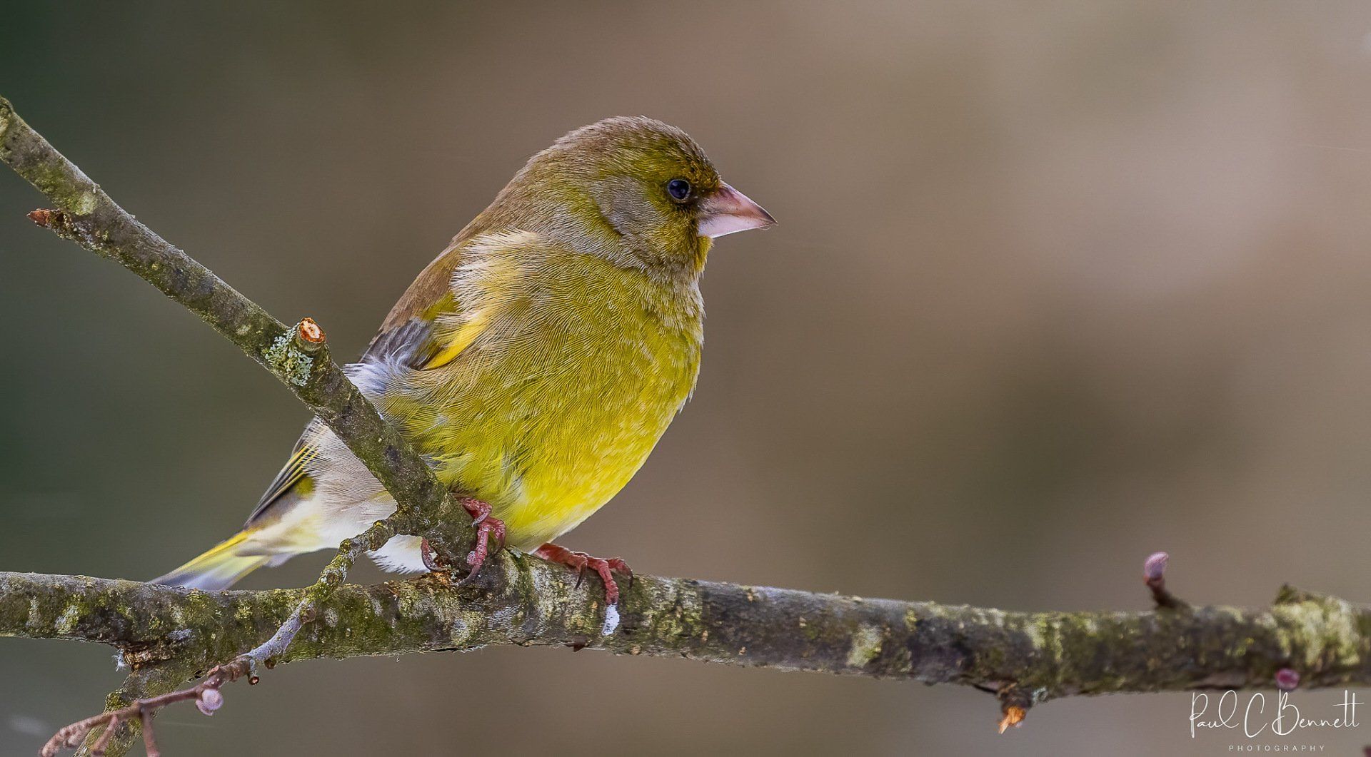 Wildlife Images by Paul C Bennett | Greenfinch Male Cheshire
