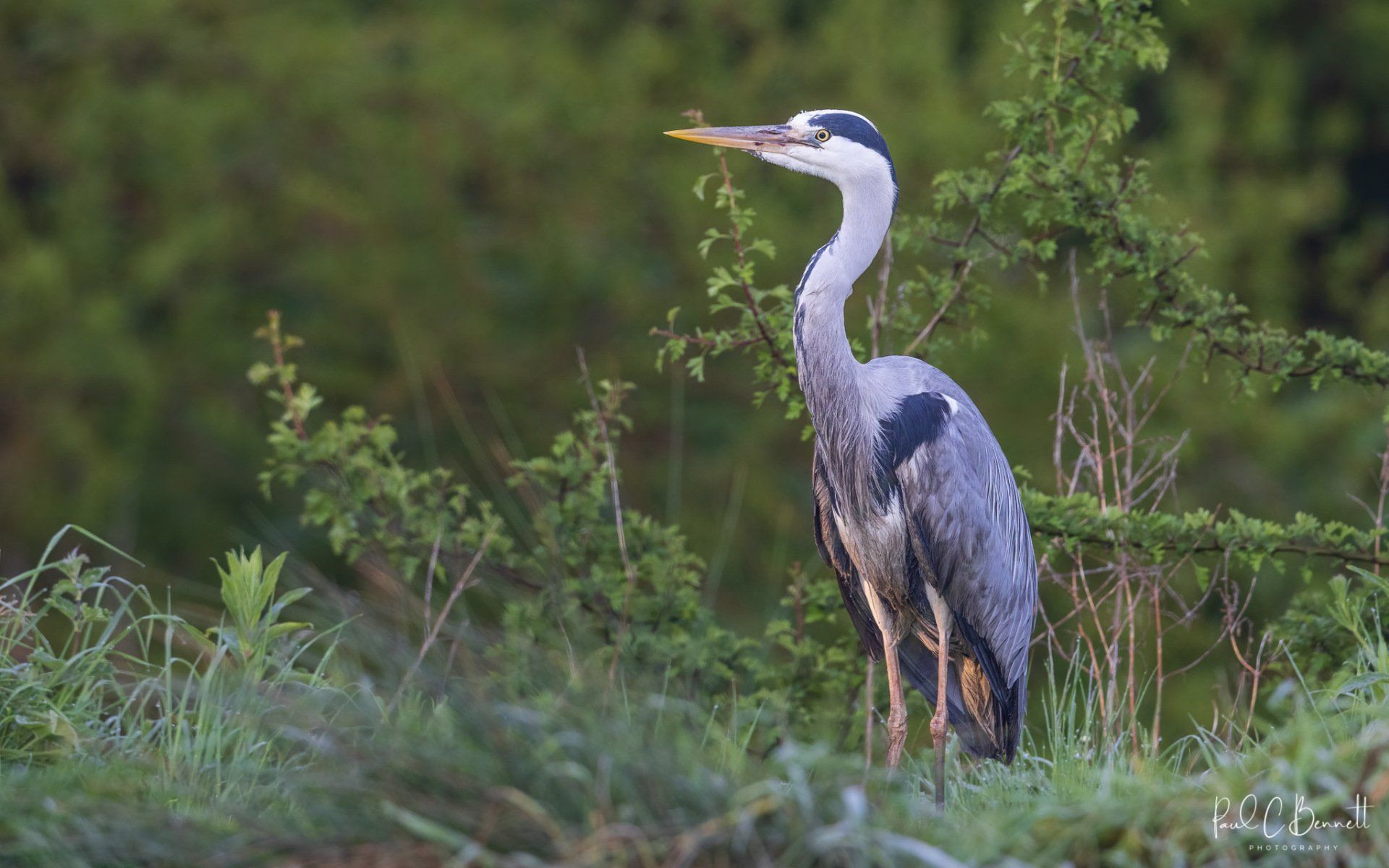Wildlife Images by Paul C Bennett | Grey Heron