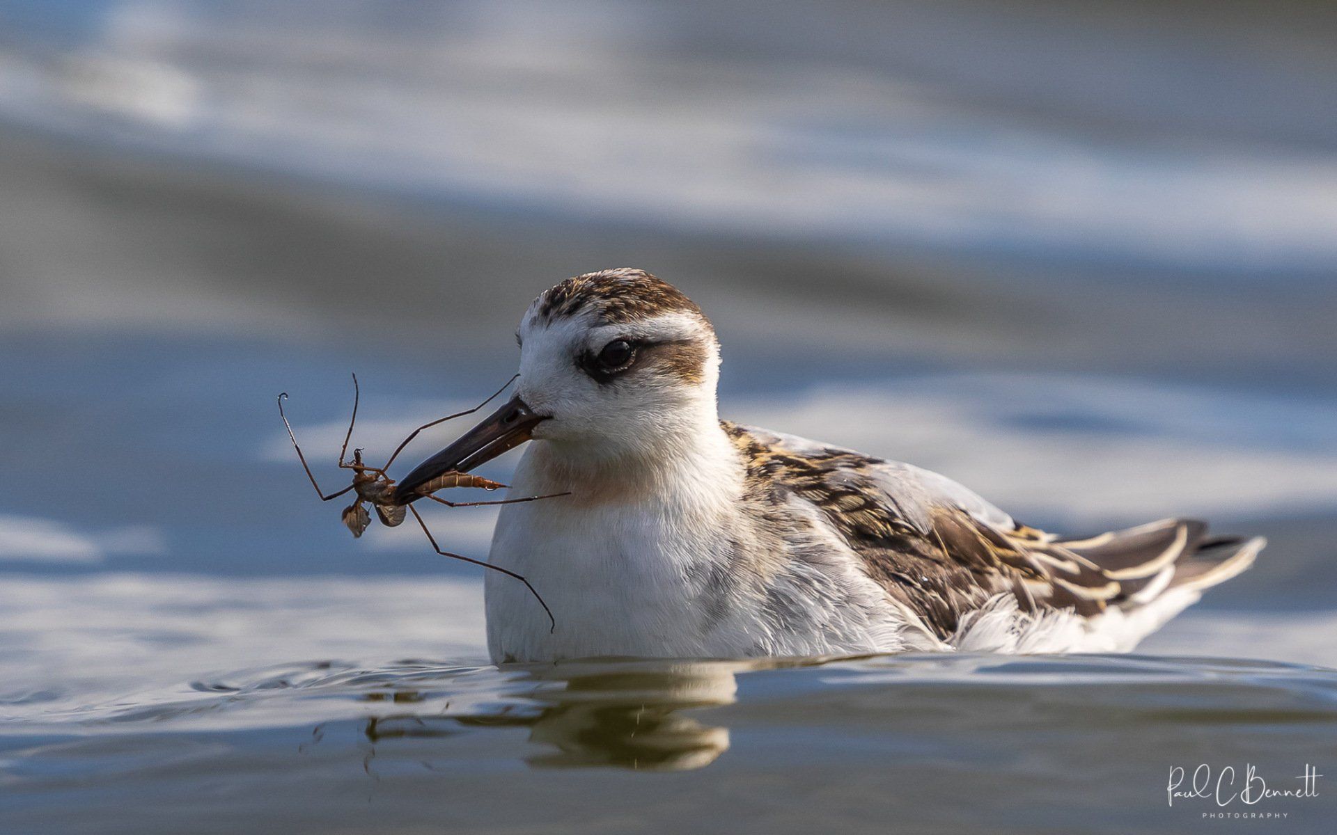Wildlife Images by Paul C Bennett | Grey Phalarope