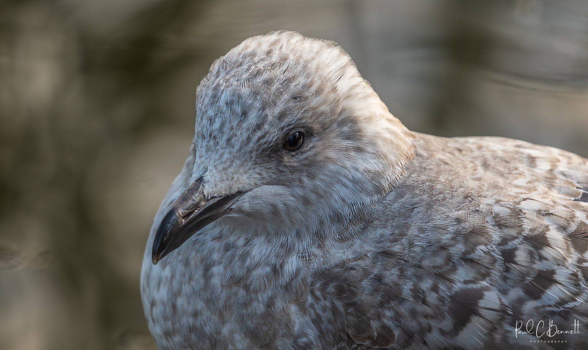 Wildlife Images by Paul C Bennett Photography | Juvenile Gull
