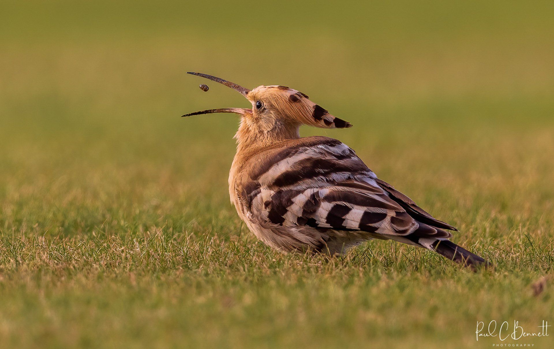 Wildlife Images by Paul C Bennett | Hoopoe Yorshire