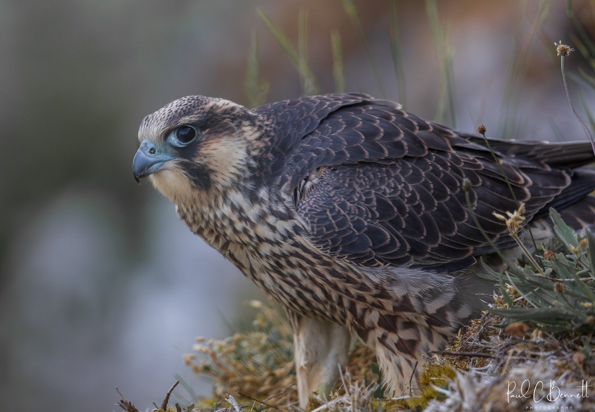 Wildlife Images by Paul C Bennett | Peregrine Juvenile Yorkshire