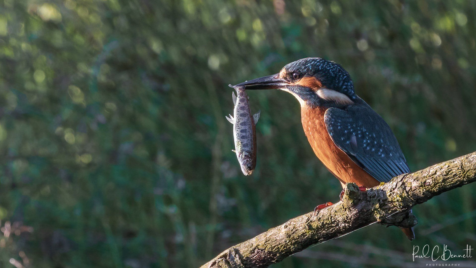 Wildlife Images by Paul C Bennett | Kingfisher with Trout