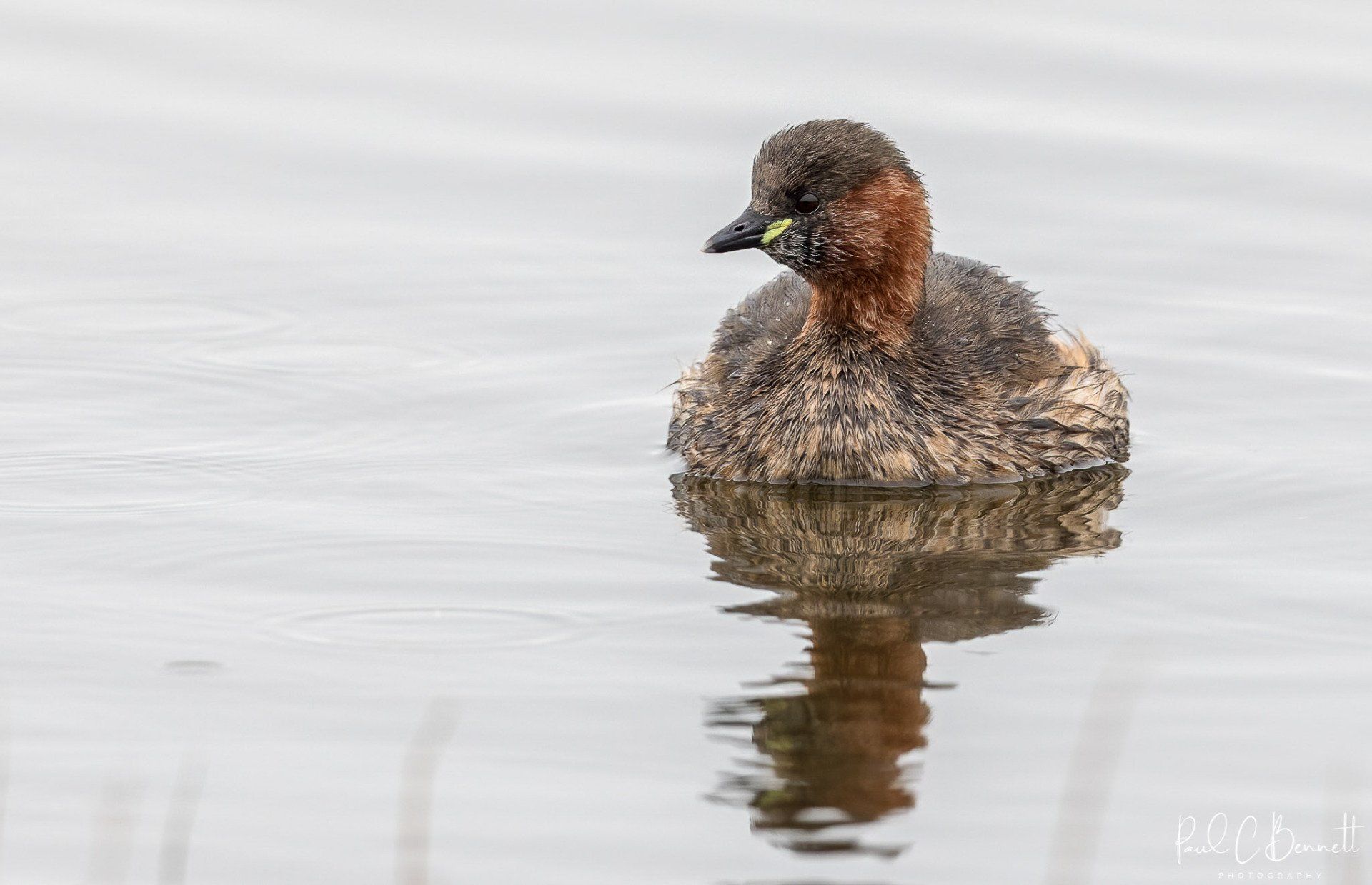 Wildlife Images by Paul C Bennett | Little Grebe