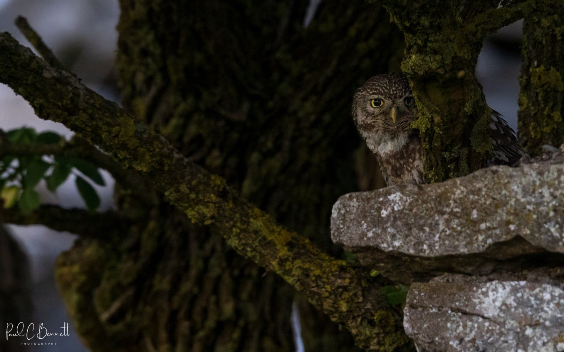 Wildlife Images by Paul C Bennett | Little Owl Peeping