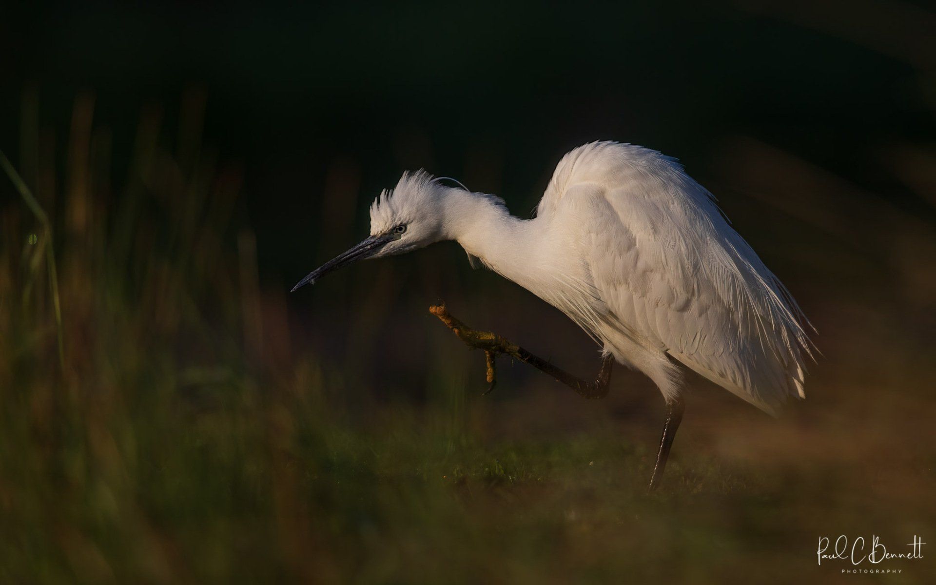 Wildlife Images by Paul C Bennett | Little White Egret