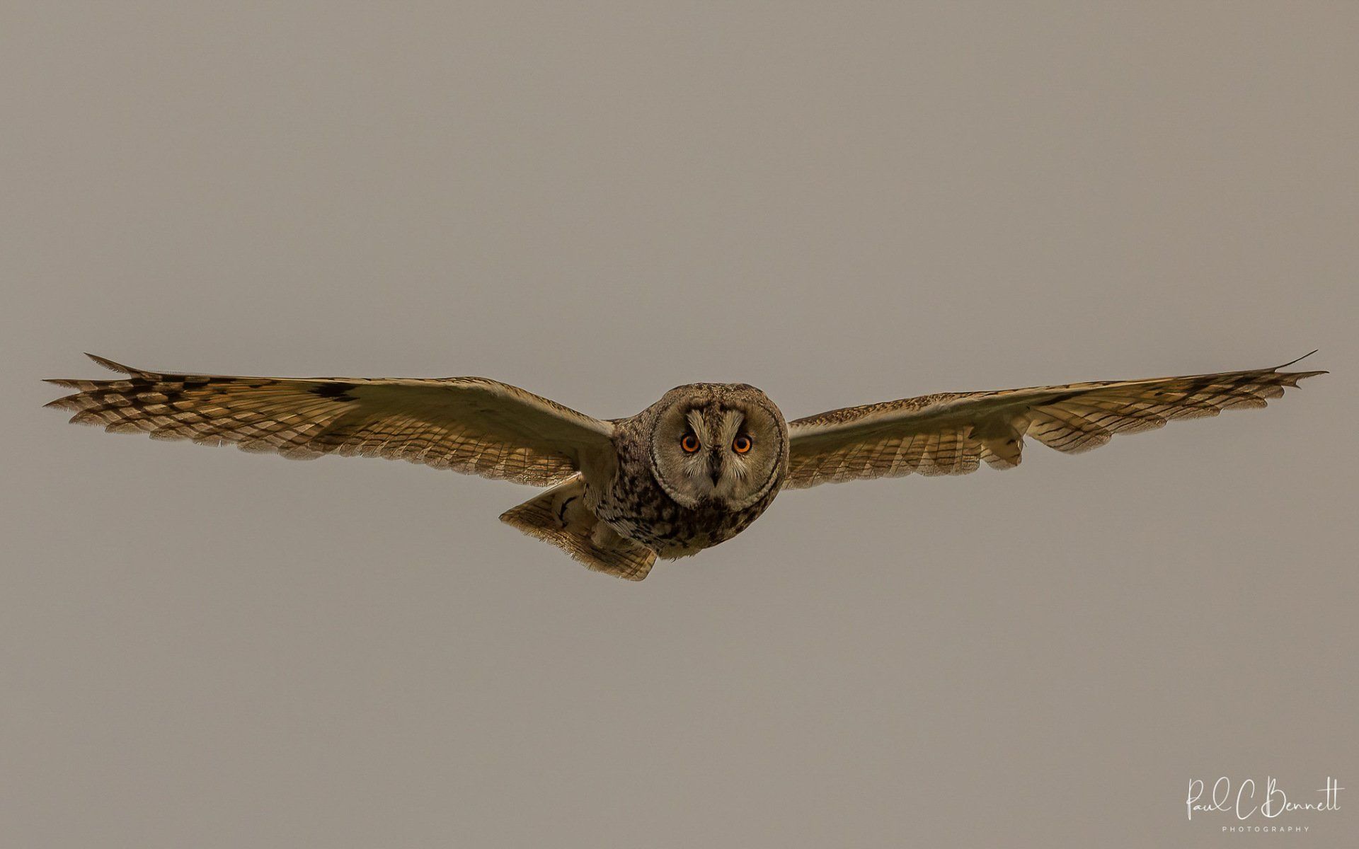 Wildlife Images by Paul C Bennett | Long Eared Owl