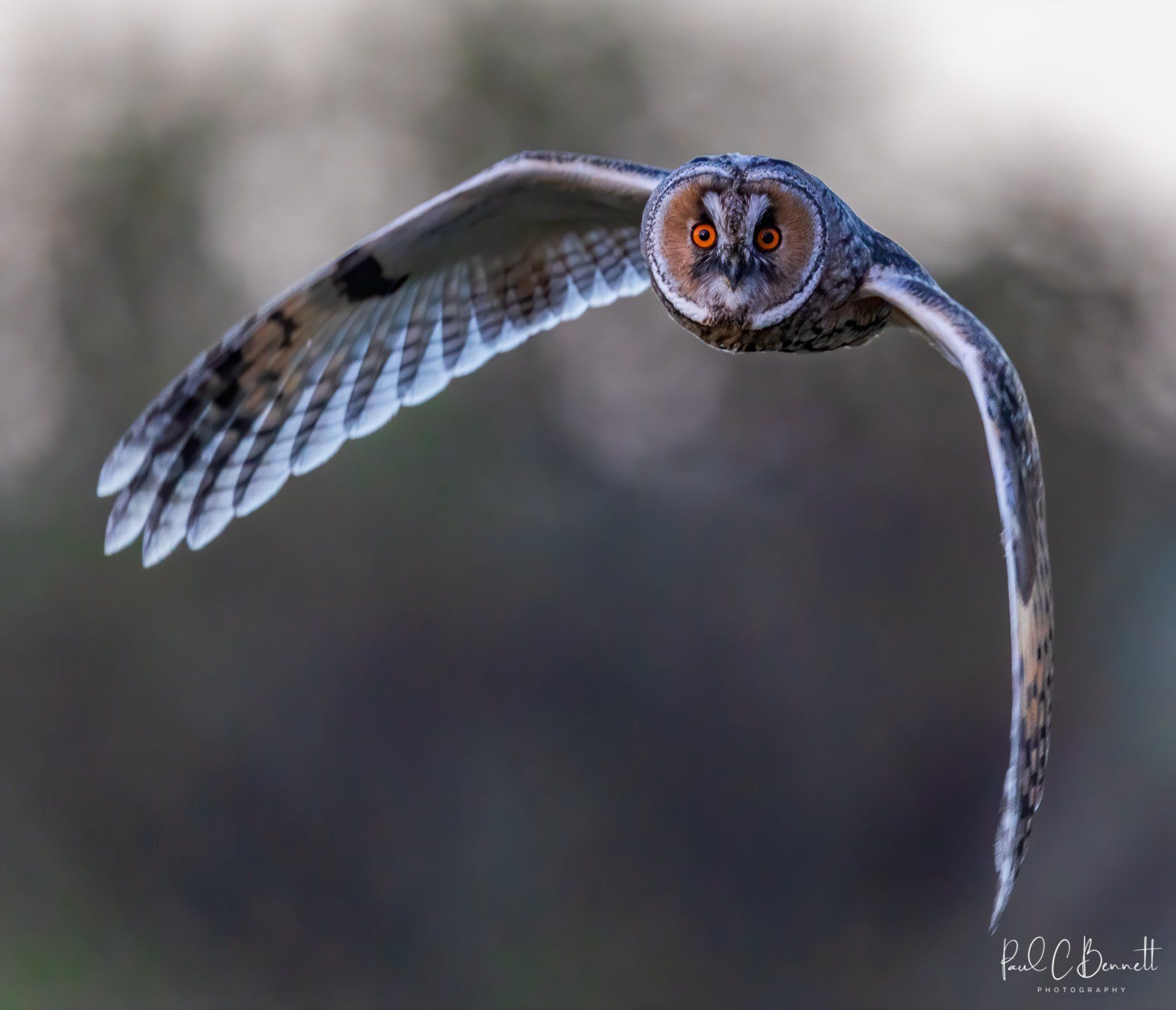 Wildlife Images by Paul C Bennett | Long Eared Owl Lancashire