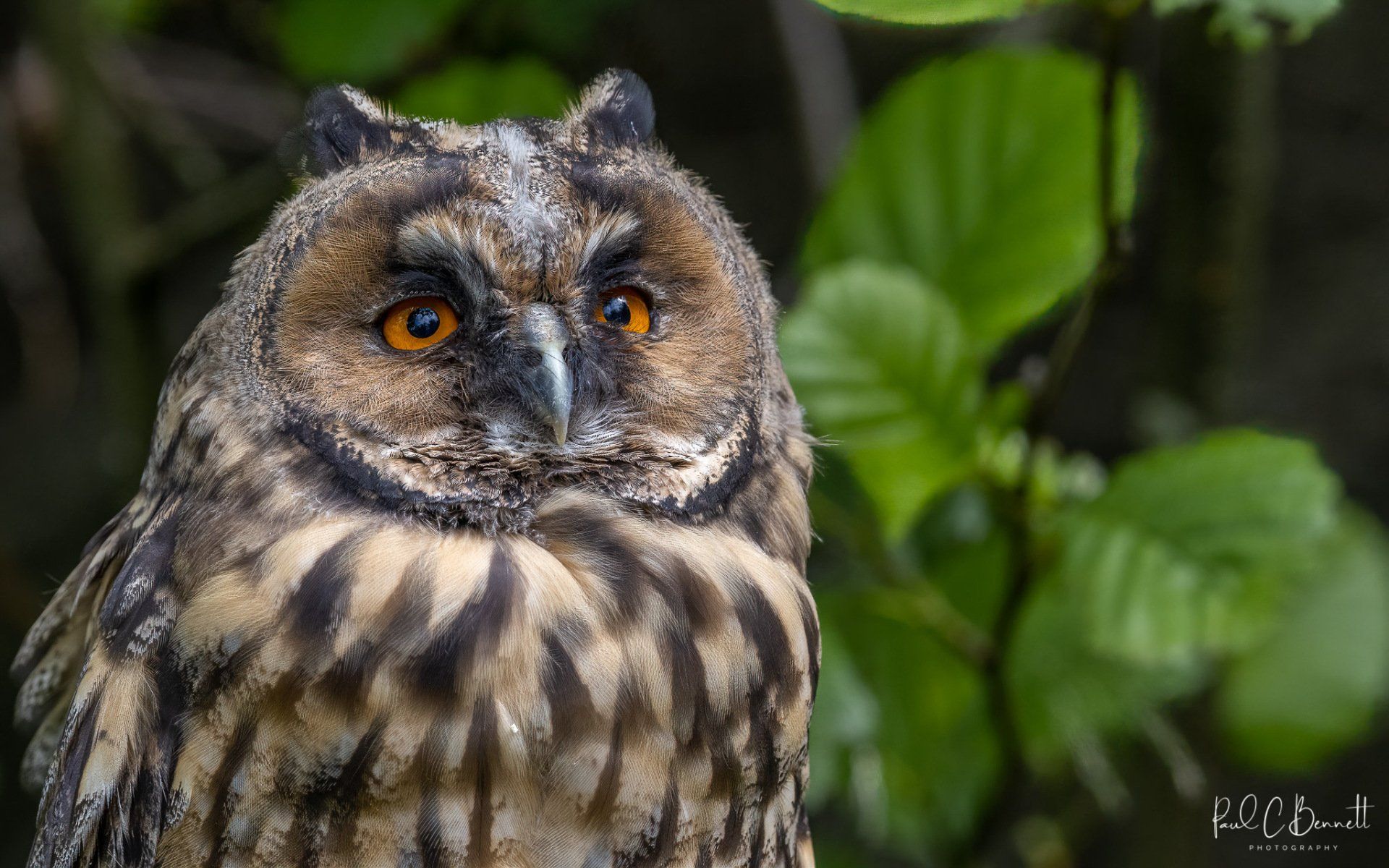 Images by Paul C Bennett Photography, Long Eared Owl Close up, Long Eared Owl Portrait, Leo.