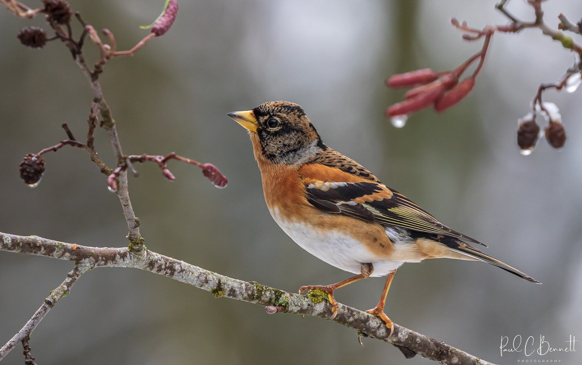 Wildlife Images by Paul C Bennett | Brambling Male Cheshire