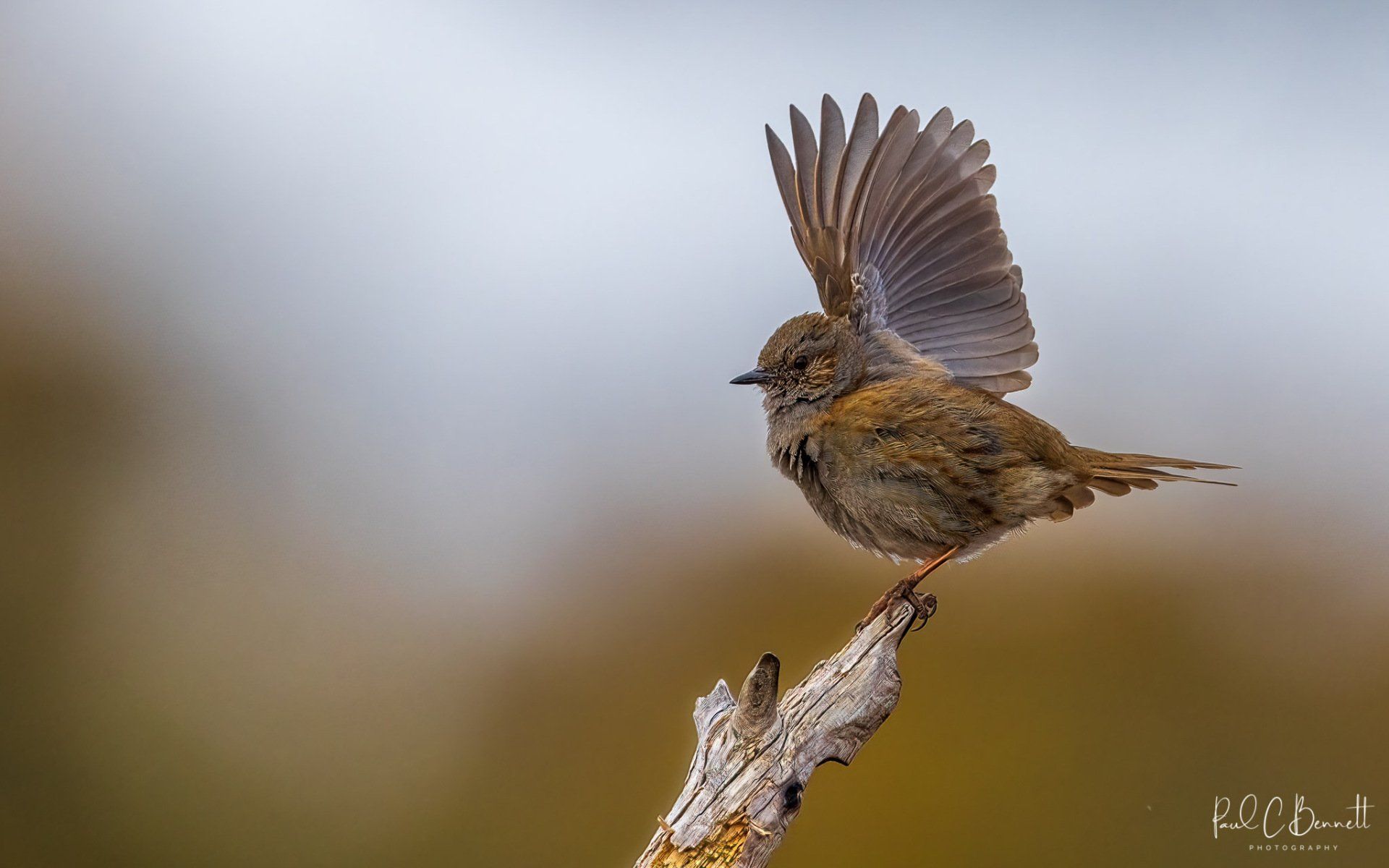 Wildlife Images by Paul C Bennett | Dunnock Male Displaying