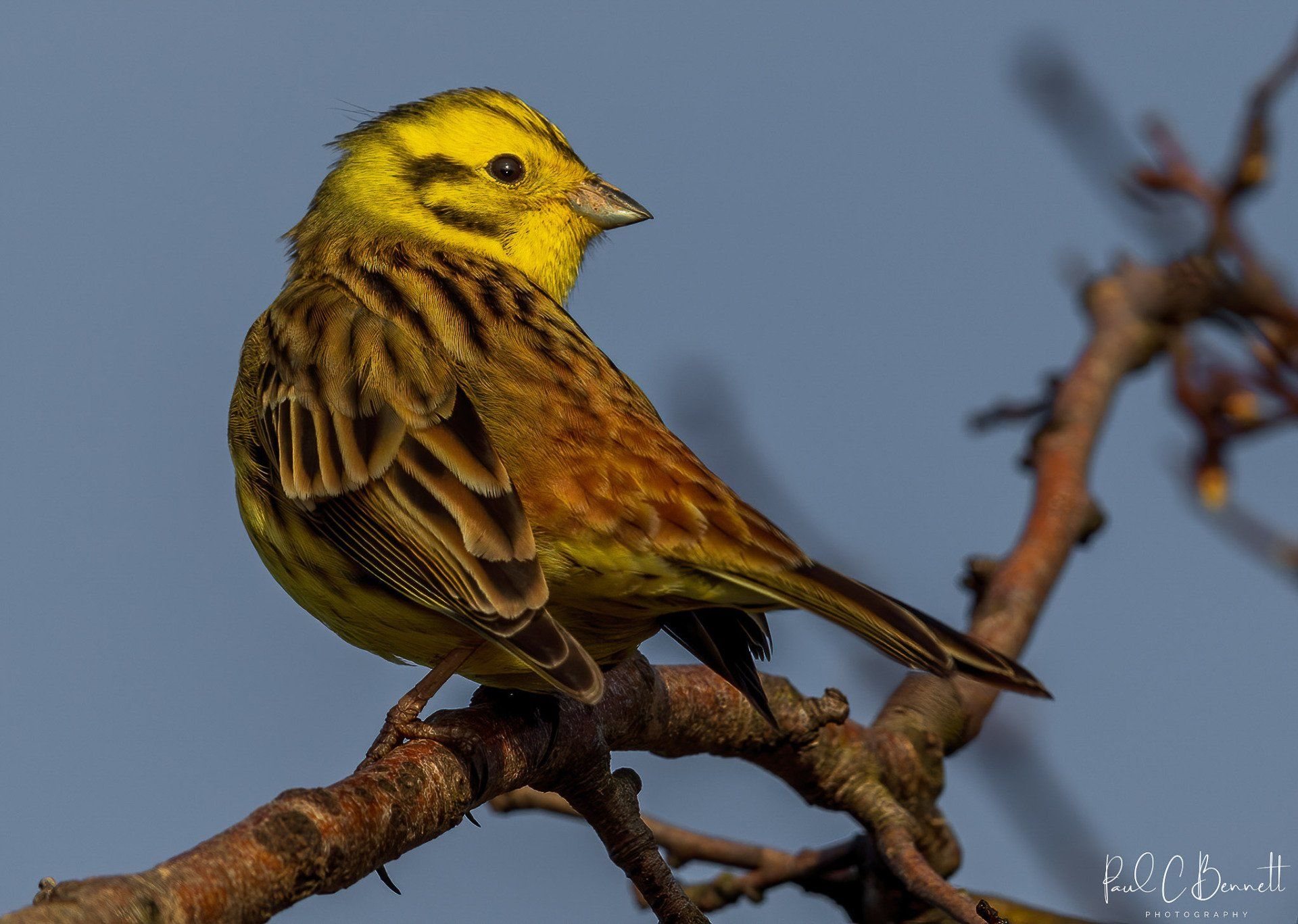 Wildlife Images by Paul C Bennett | Yellow Hammer Male