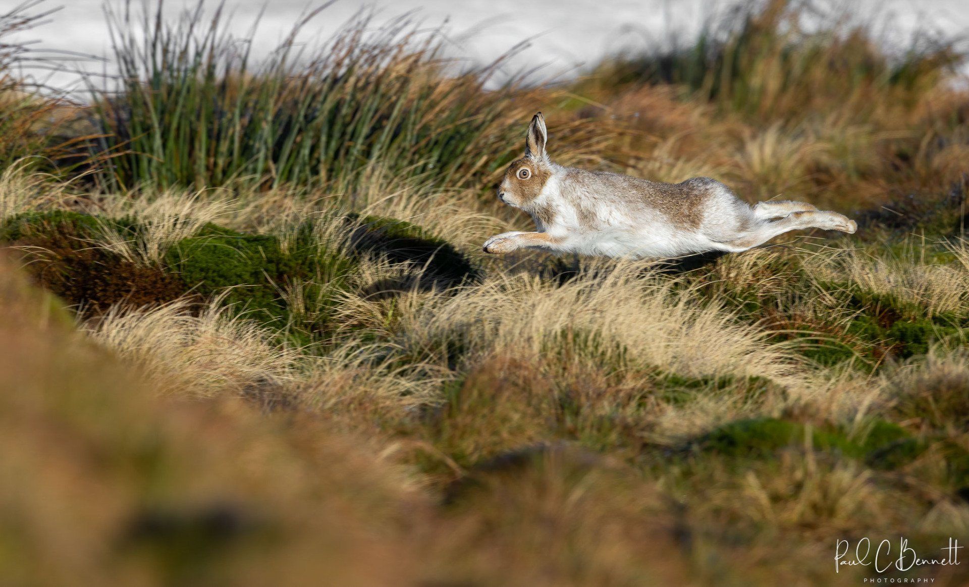 Wildlife Images by Paul C Bennett | Mountain Hare Running