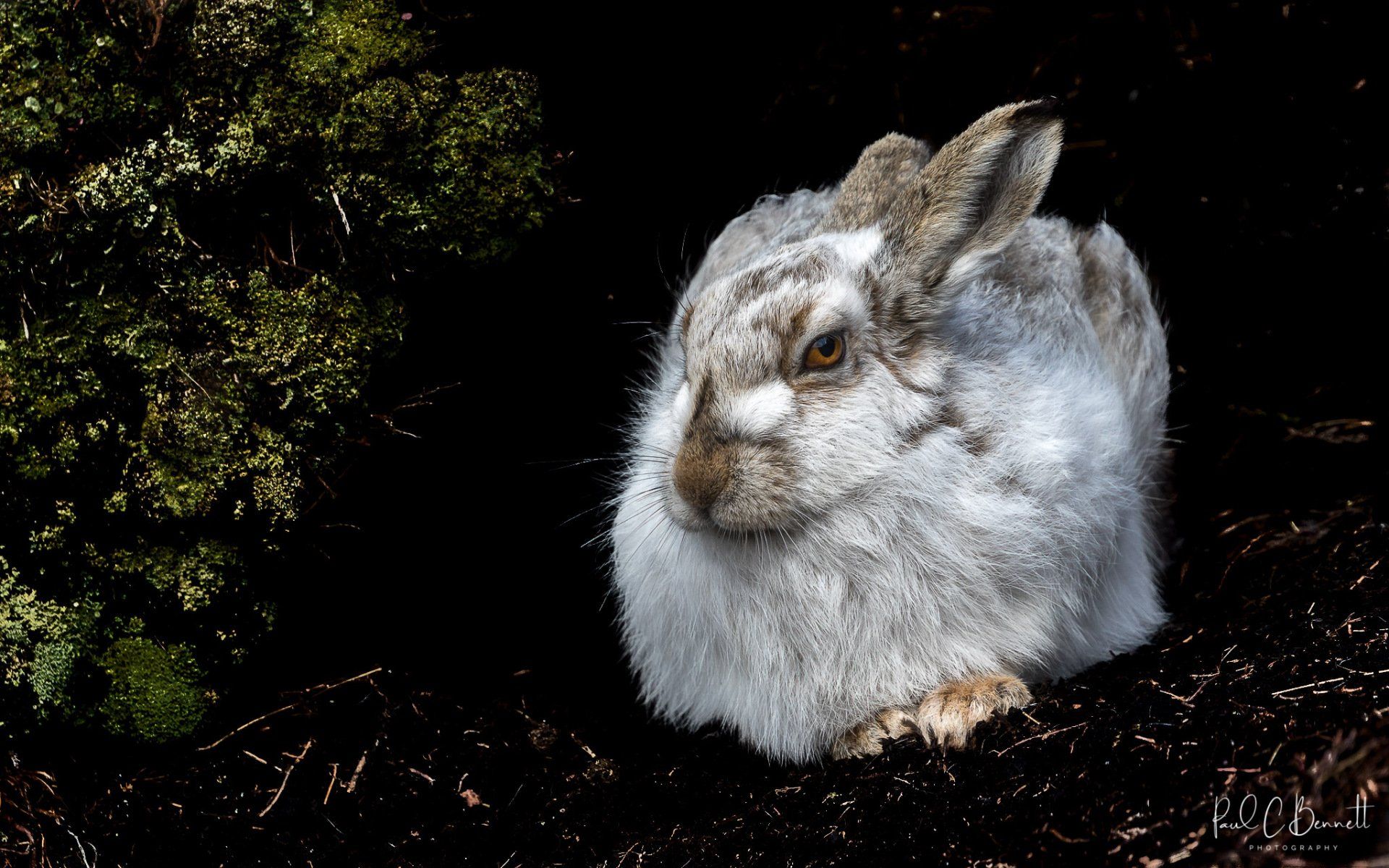 Wildlife Images by Paul C Bennett | Mountain Hare Peak District