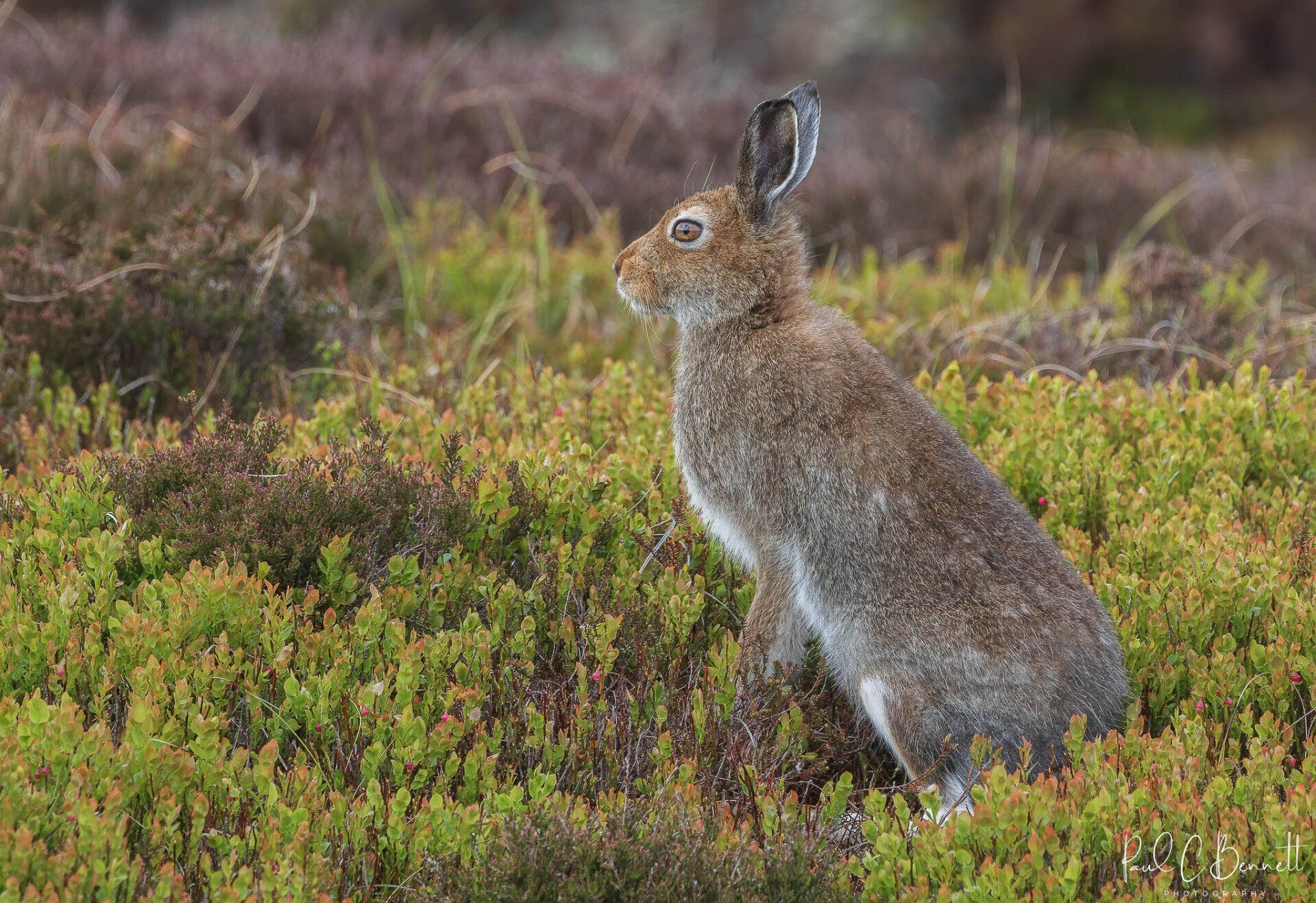 Wildlife Images by Paul C Bennett | Mountain Hare Summer