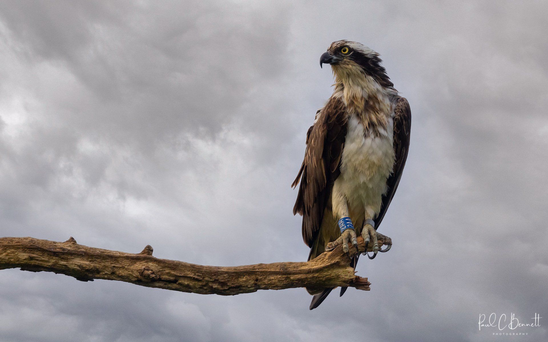 Wildlife Images by Paul C Bennett | Osprey Perched Rutland