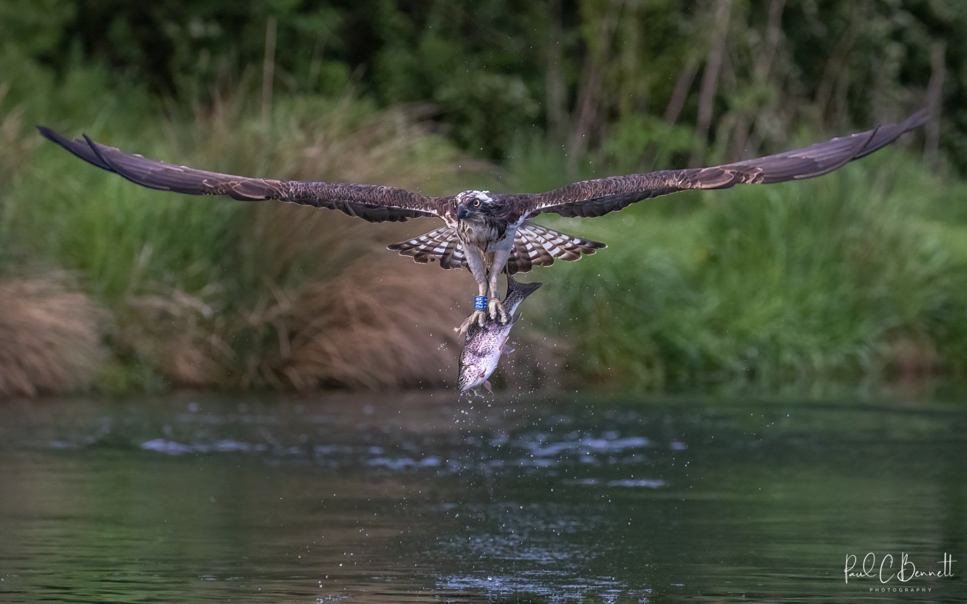 Wildlife Images by Paul C Bennett | Osprey with Trout Rutland