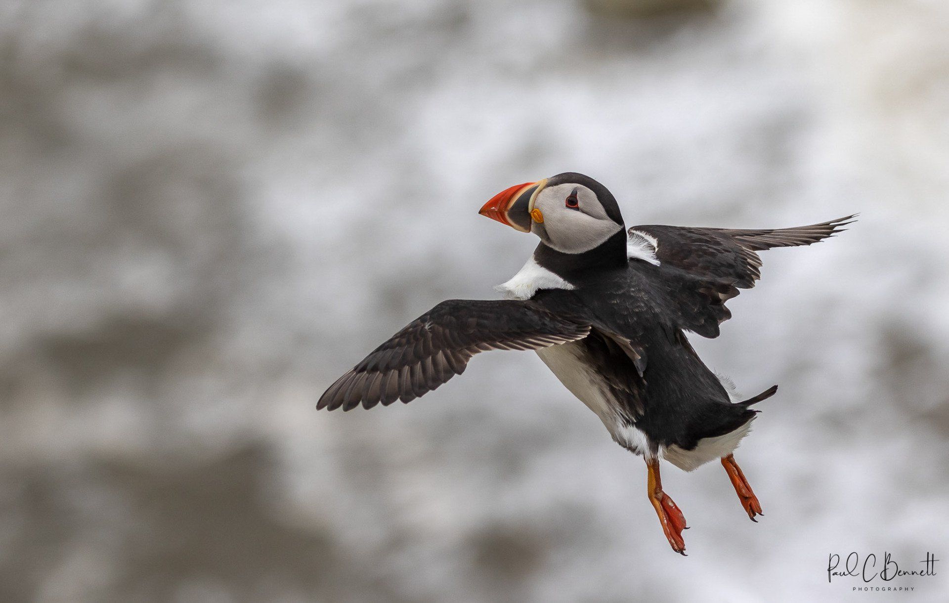 Wildlife Images by Paul C Bennett Photography | Puffin in Flight