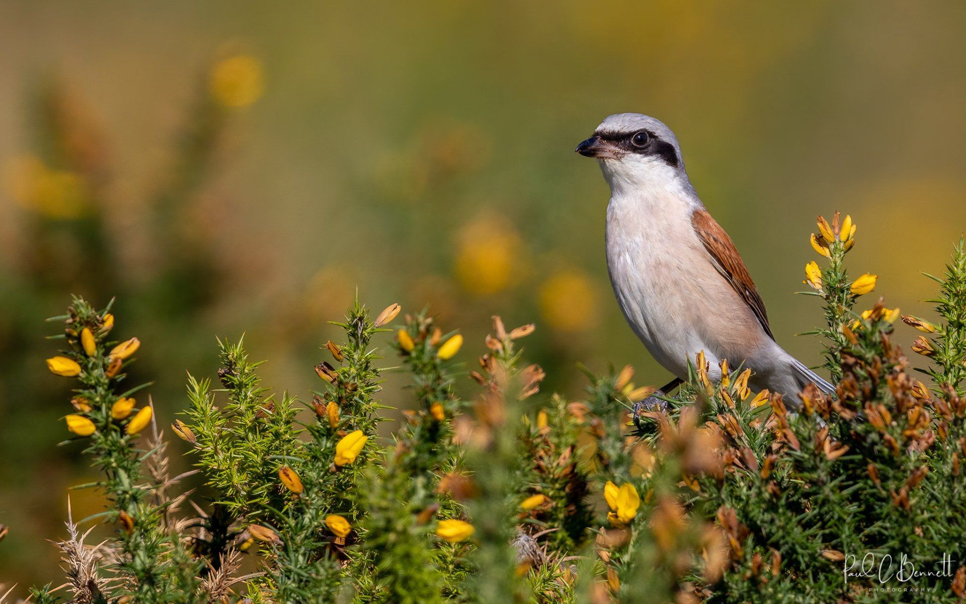 Wildlife Images by Paul C Bennett | Red Backed Shrike Midlands