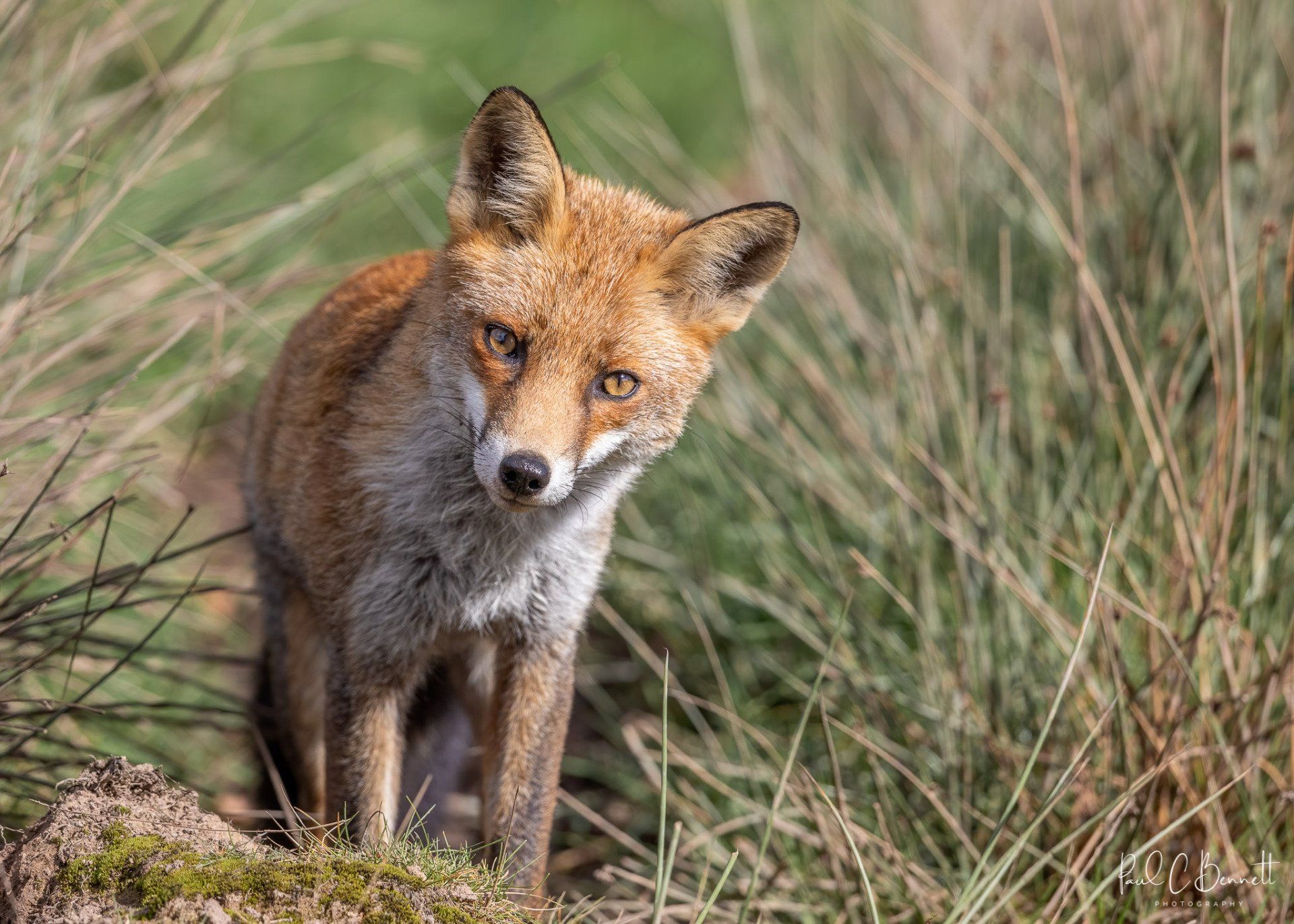 Wildlife Images by Paul C Bennett | Red Fox