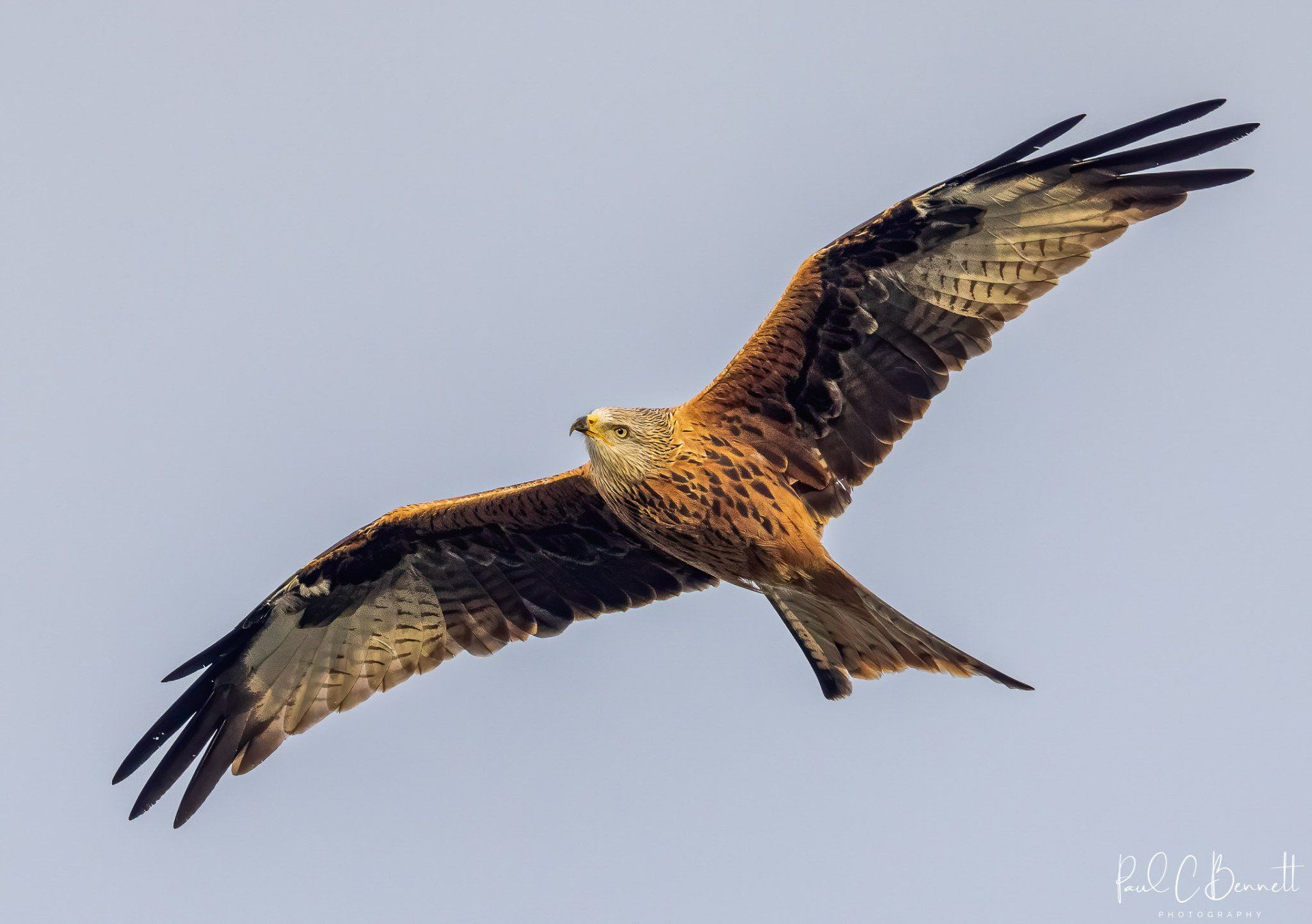 Wildlife Images by Paul C Bennett | Red Kite in Flight Wales