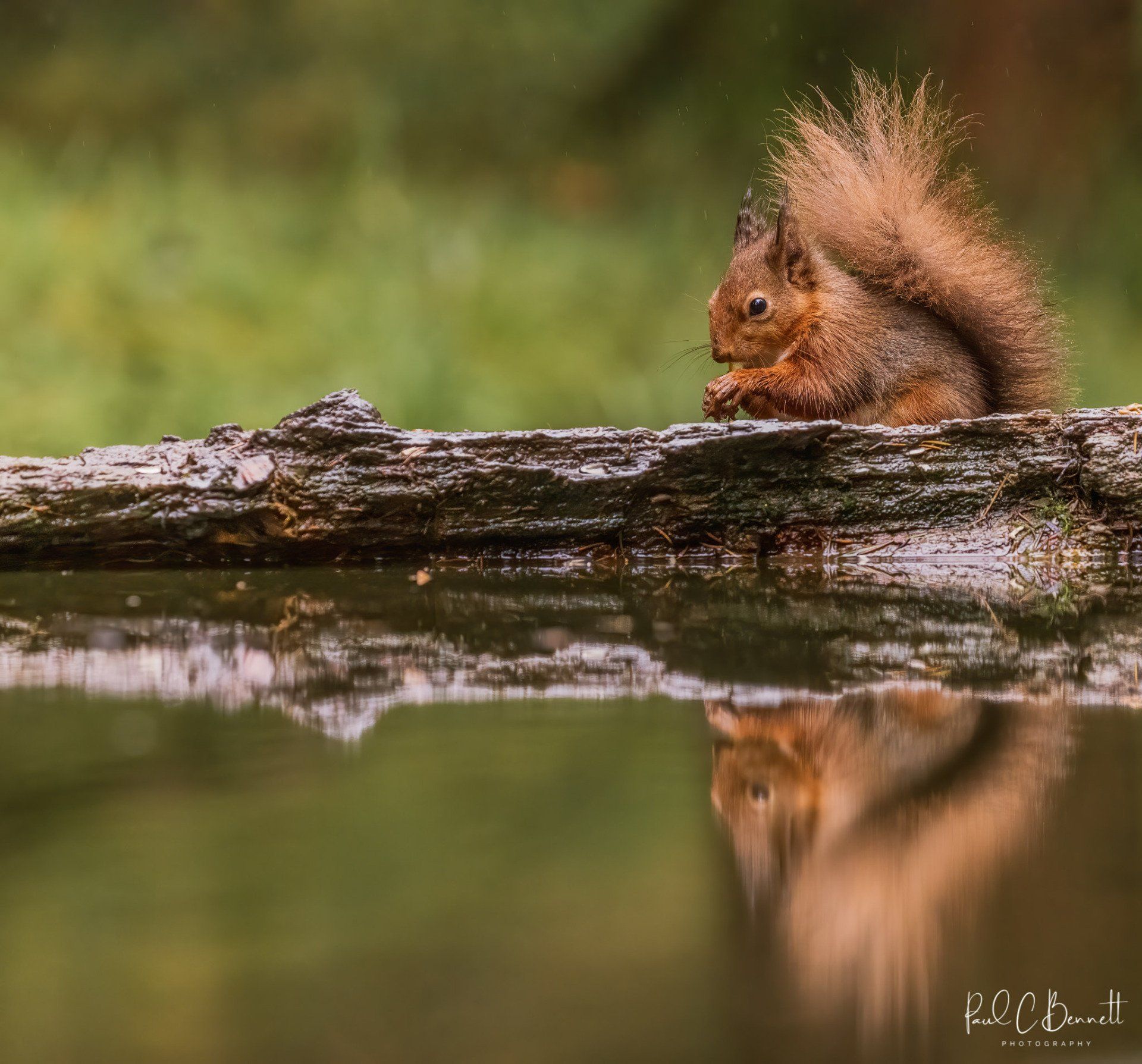 Wildlife Images by Paul C Bennett | Red Squirrel Reflection