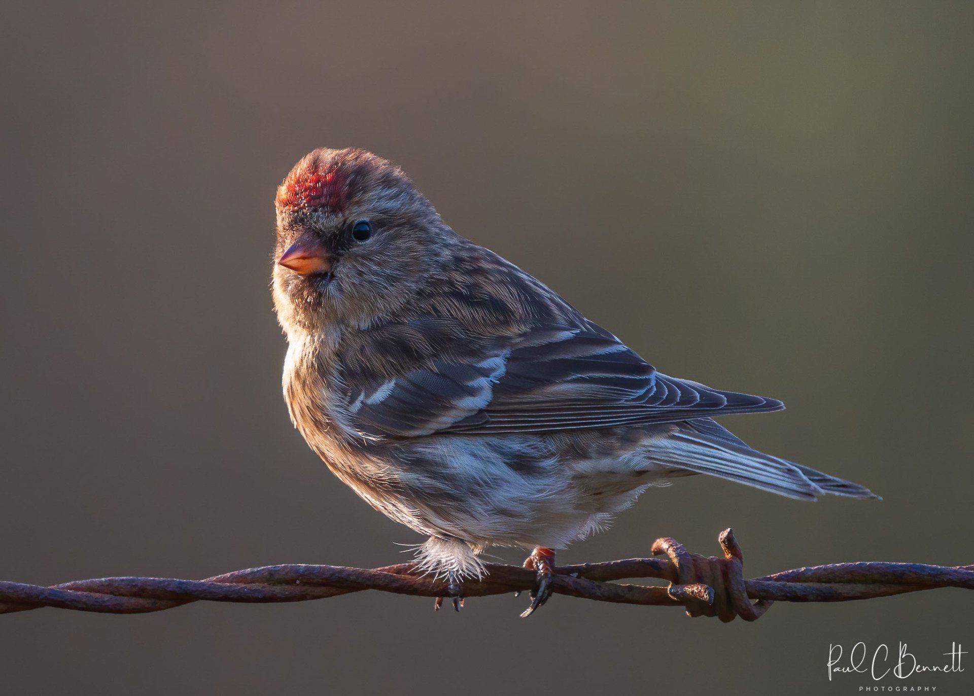 Wildlife Images by Paul C Bennett | Red Pole Male
